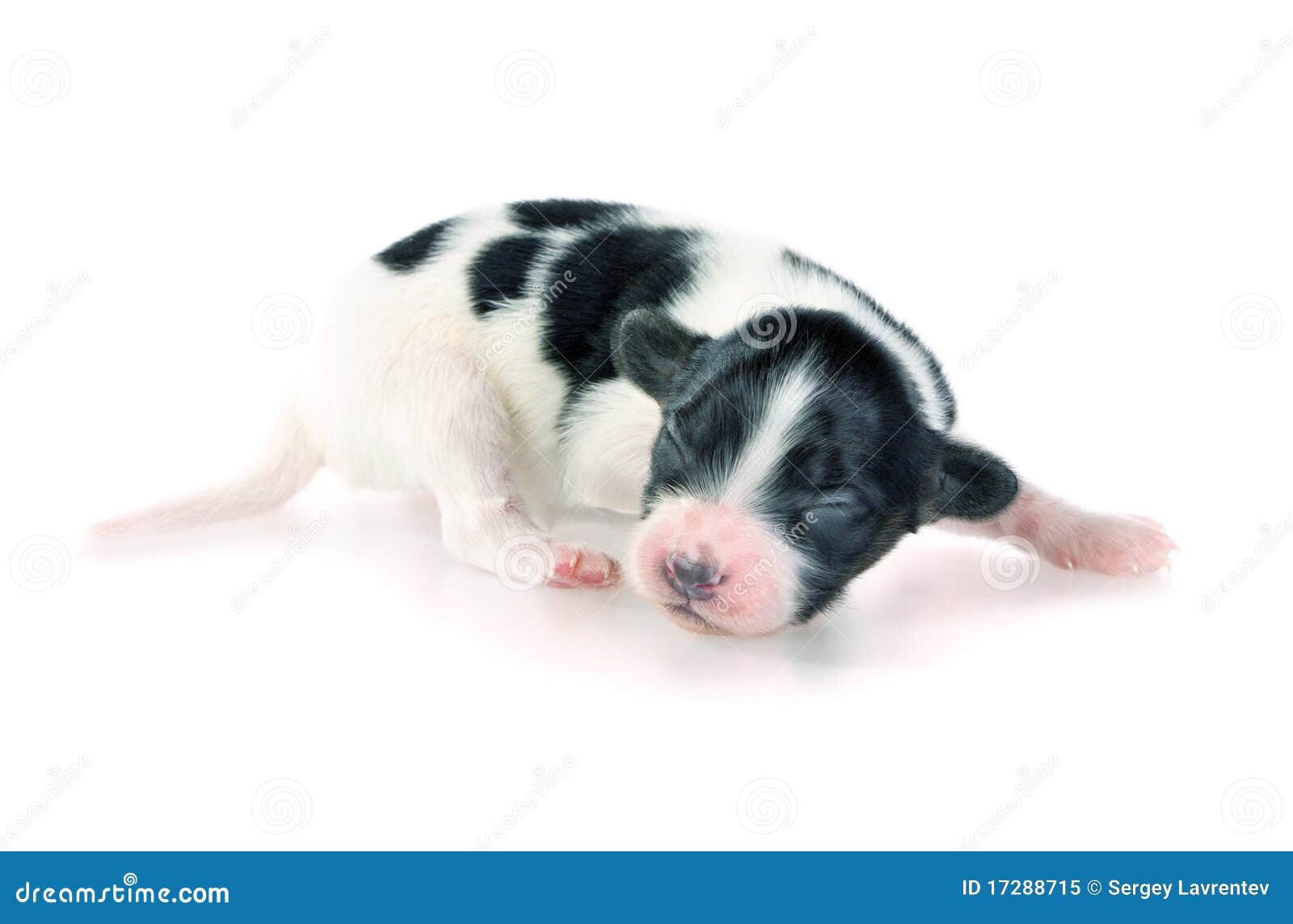 Chiot Nouveau Ne De Papillon Image Stock Image Du Mammifere Canin Chiot Nouveau Ne De Papillon Image Stock Image Du Mammifere Canin