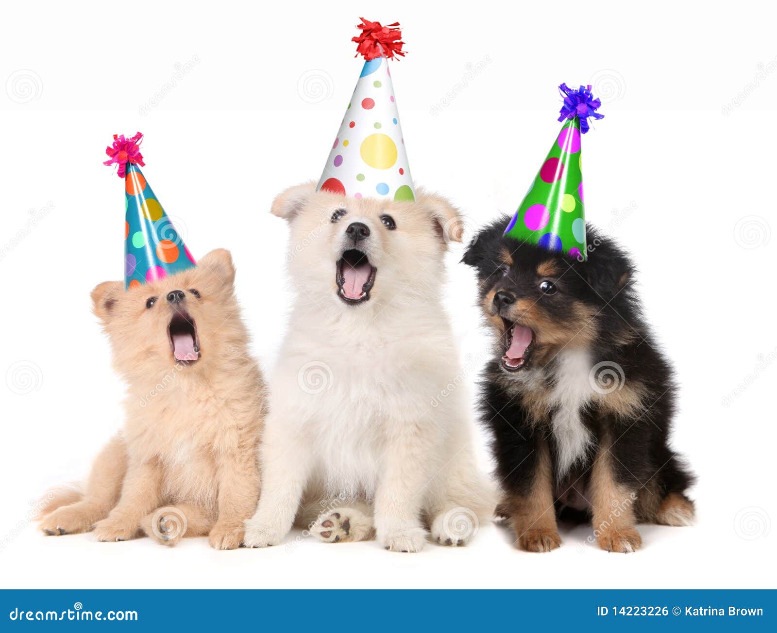 Chiots Chantant La Chanson De Joyeux Anniversaire Photo Stock Image Du Anniversaire Chantant Chiots Chantant La Chanson De Joyeux Anniversaire Photo Stock Image Du Anniversaire Chantant