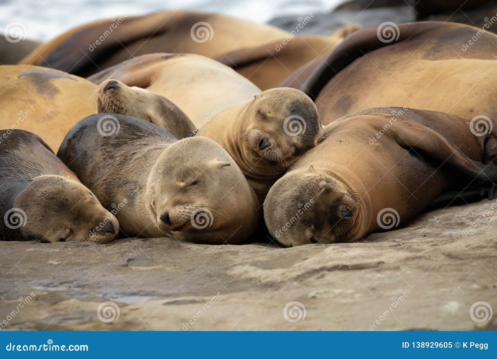 Chiots D Otarie De Bebe Dormant Sur Les Roches Image Stock Image Du Nature Environnement