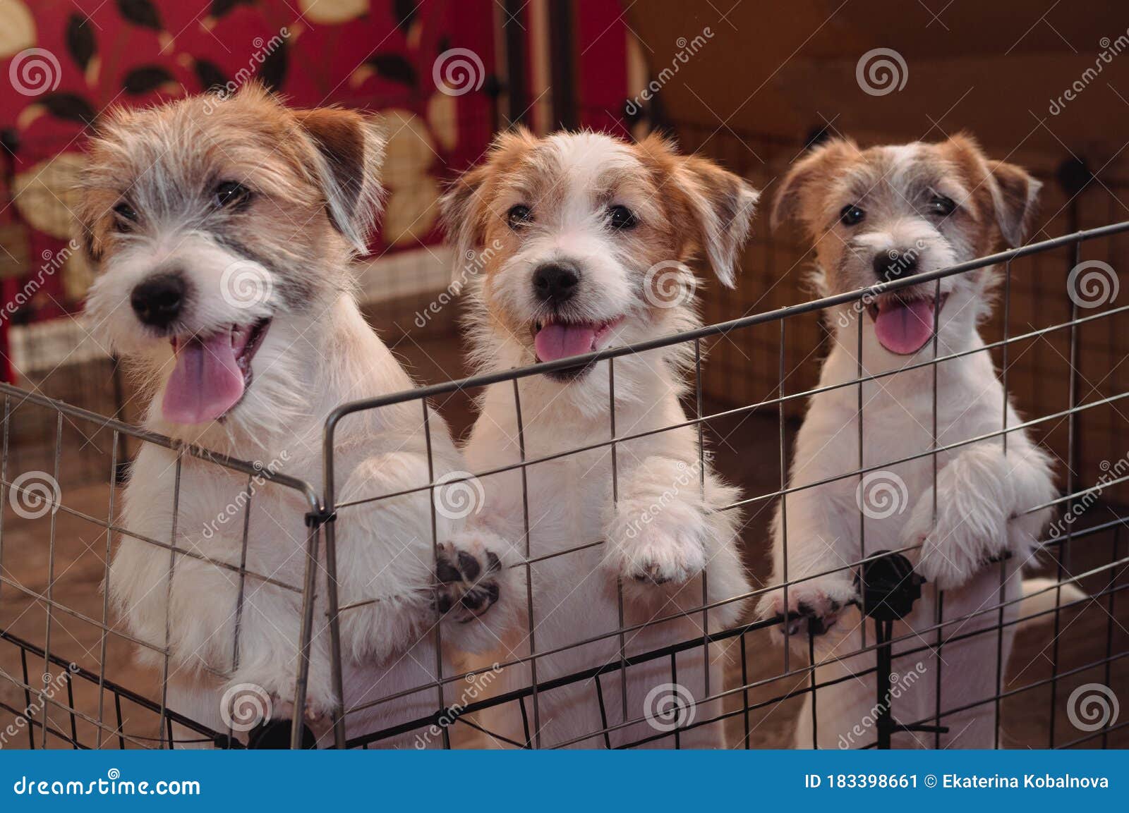 Chiots D'un Terrier Barbu De Russell Jack. Chiens De Pure Race Wirehaired  Blancs. Image stock - Image du oeil, fond: 183398661