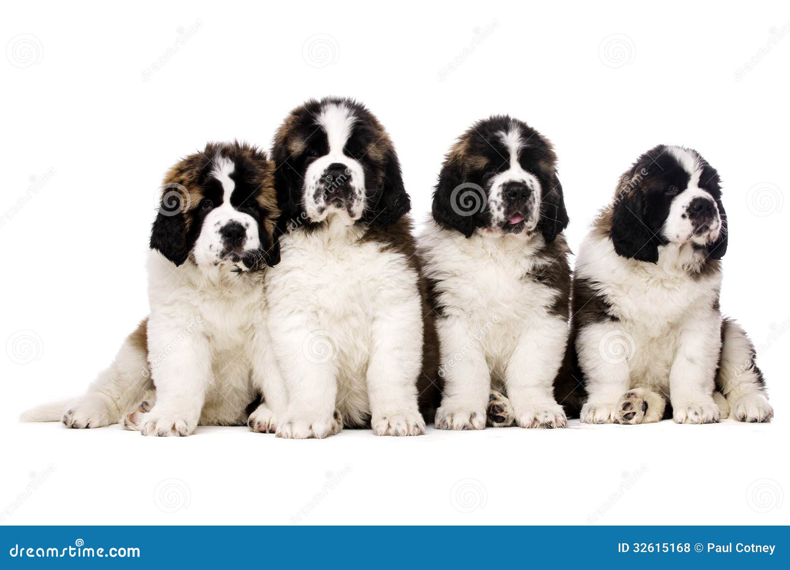 Chiots De St Bernard D'isolement Sur Le Blanc Photo stock Image du sapin, blanc 32615168