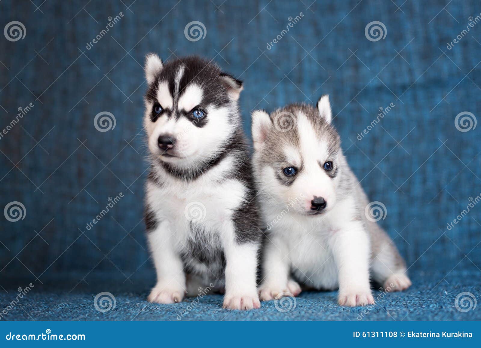 Chiots enroués sur un fond bleu. Baiser enroué de deux chiots sur un fond bleu