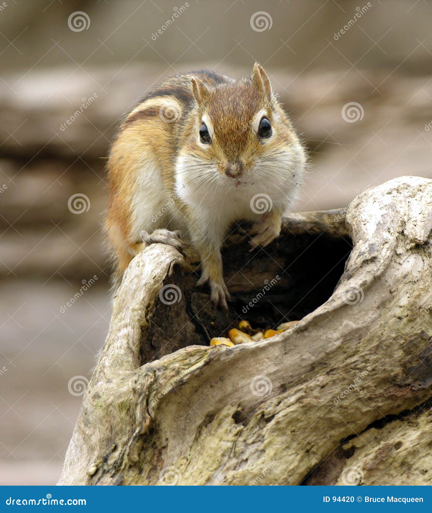 chipmunk 2