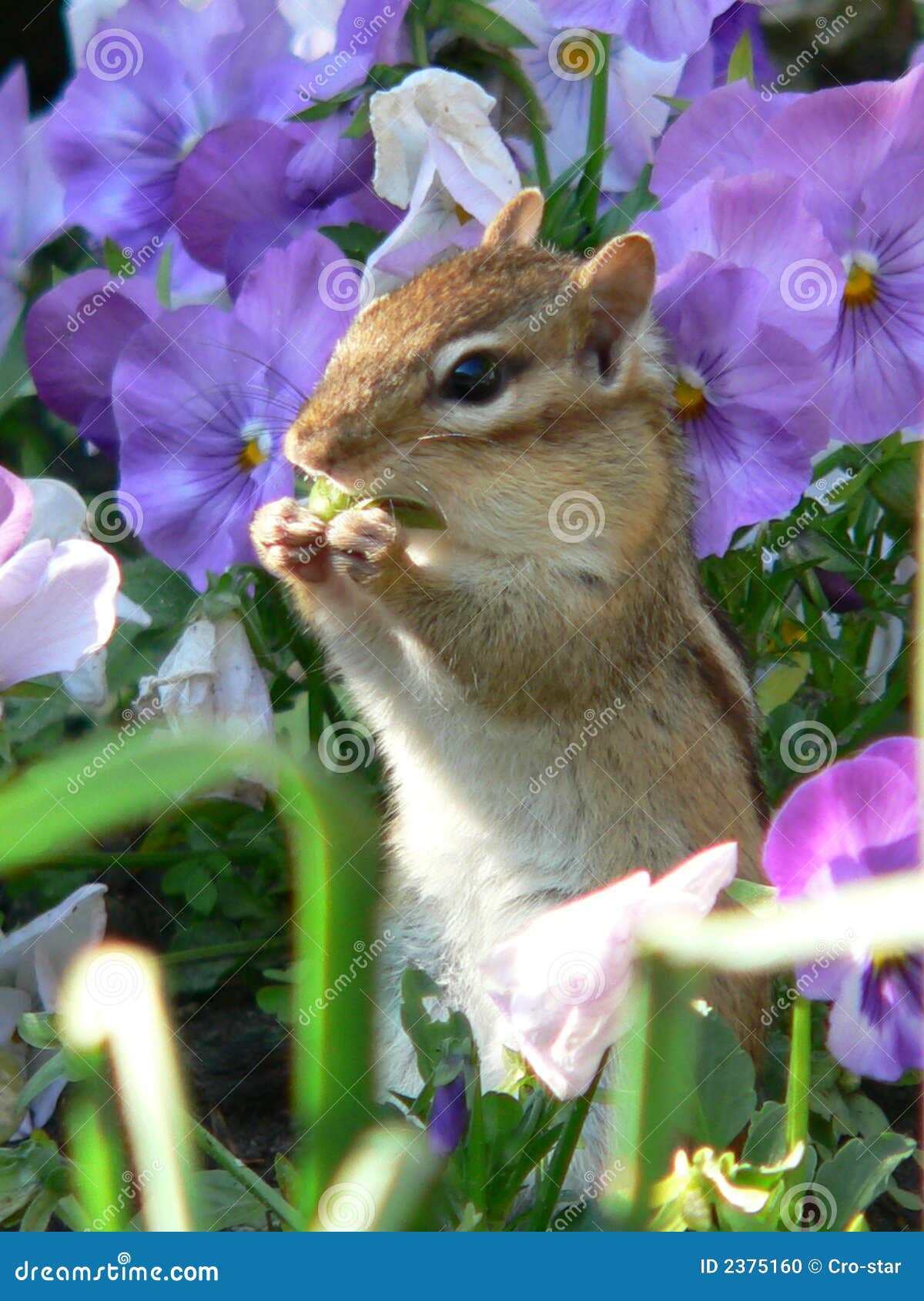 chipmunk in flowers