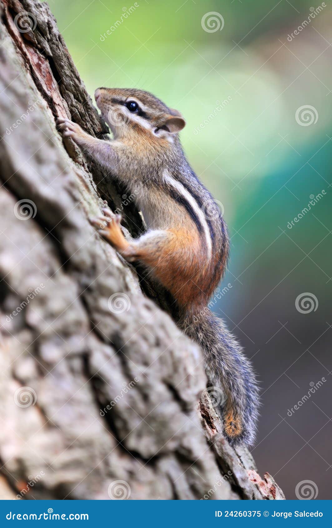 Does Chipmunks Climb Trees? - My Heart Lives Here