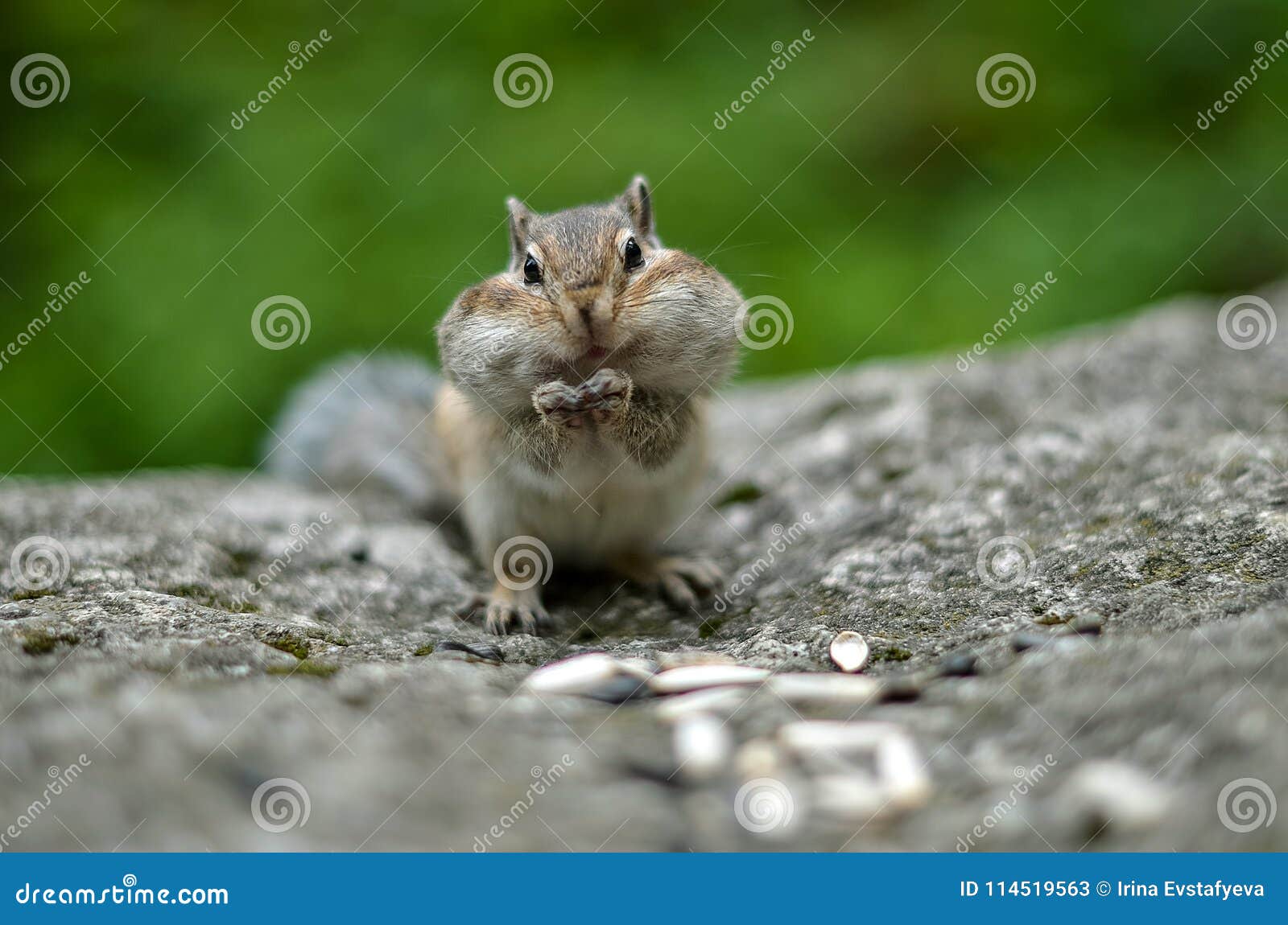 Chipmunk with Cheeks Full of Nuts and Seeds 3 Stock Image Image of