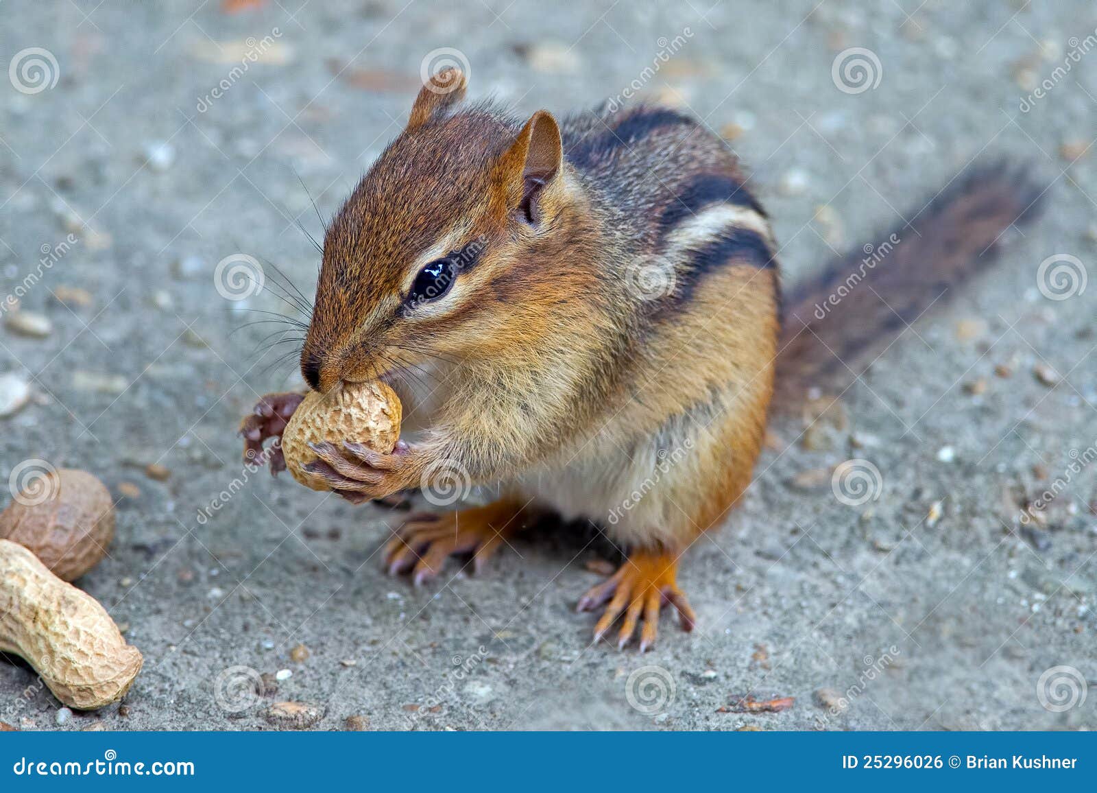 Chipmunks Eating Crisps With Big Tail RoyaltyFree Stock Photo