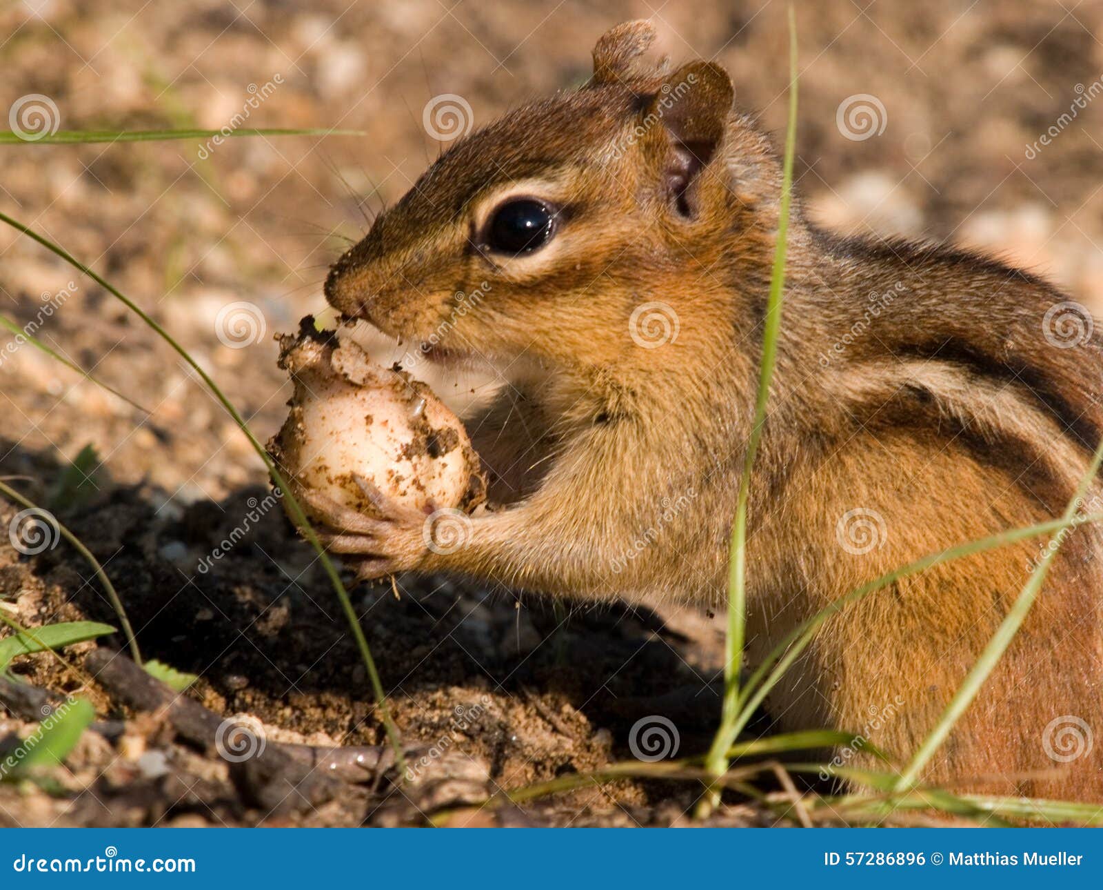 Chipmunk eating bulb stock photo. Image of flower, steal - 57286896