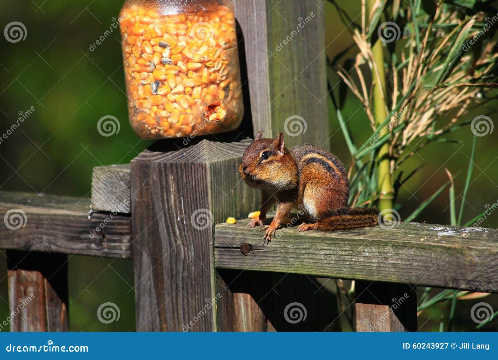 Chipmunks Eating Crisps With Big Tail RoyaltyFree Stock Photo