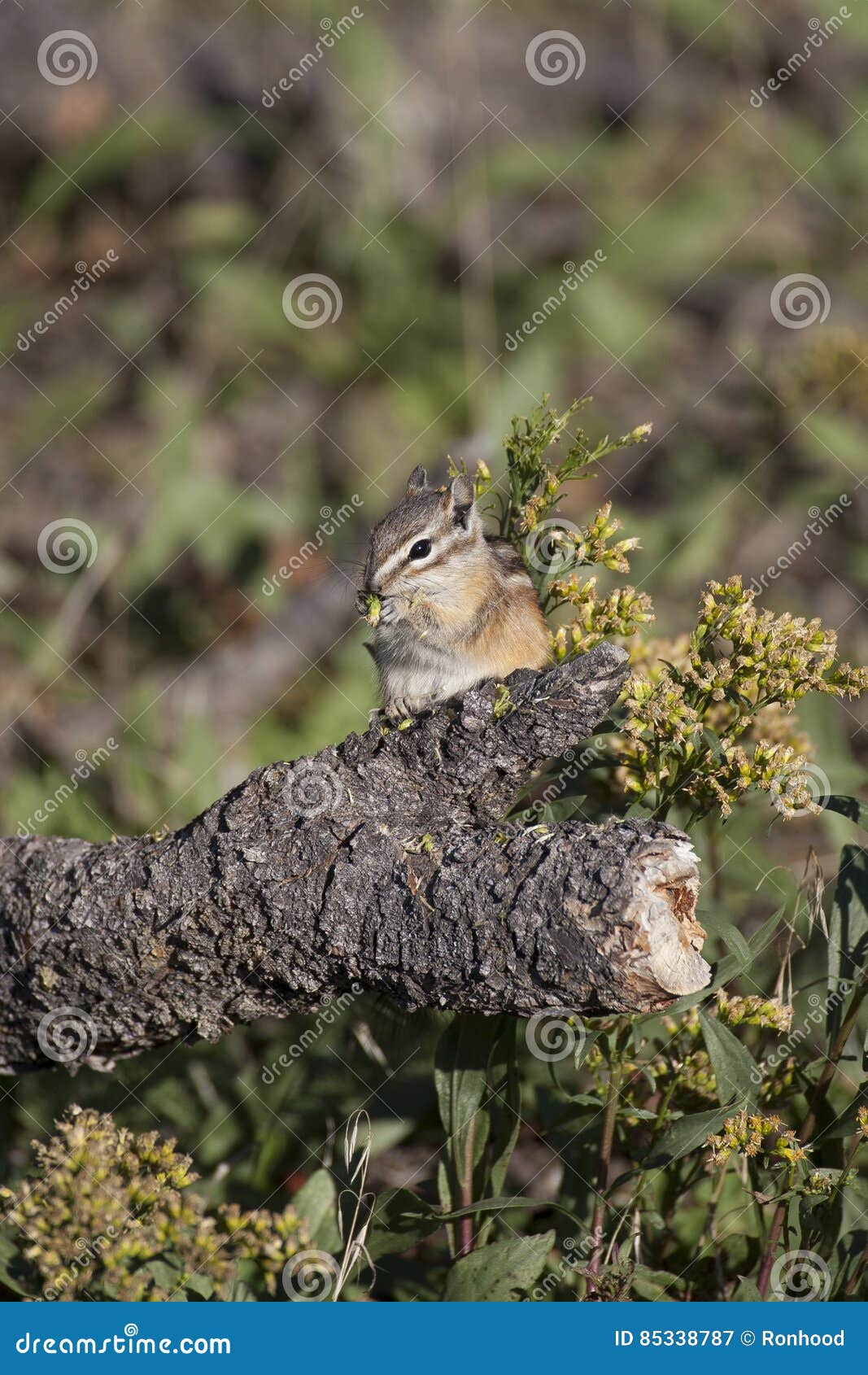 Chipmunk eating a flower stock image. Image of cute, chipmunk 85338787