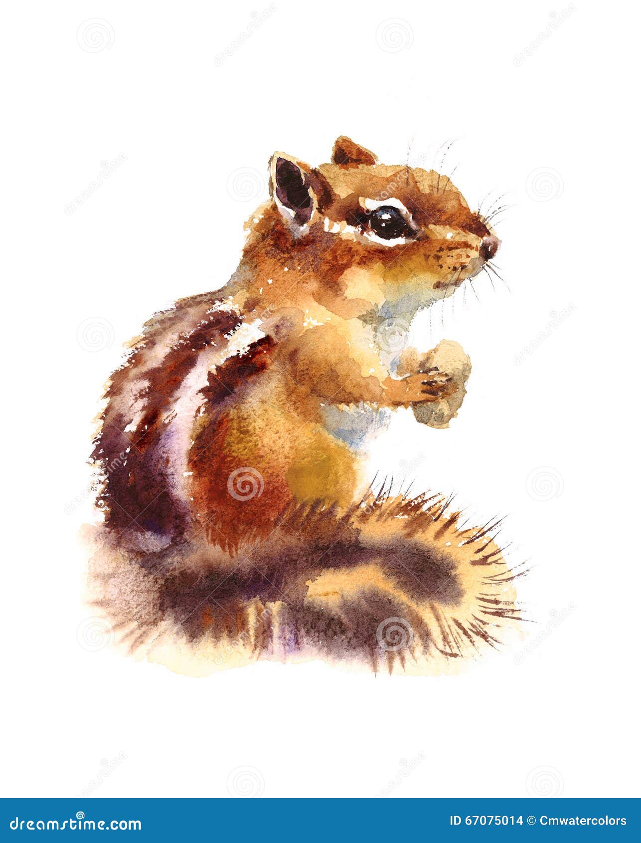 chipmunk eating nuts watercolor wild animals  hand painted