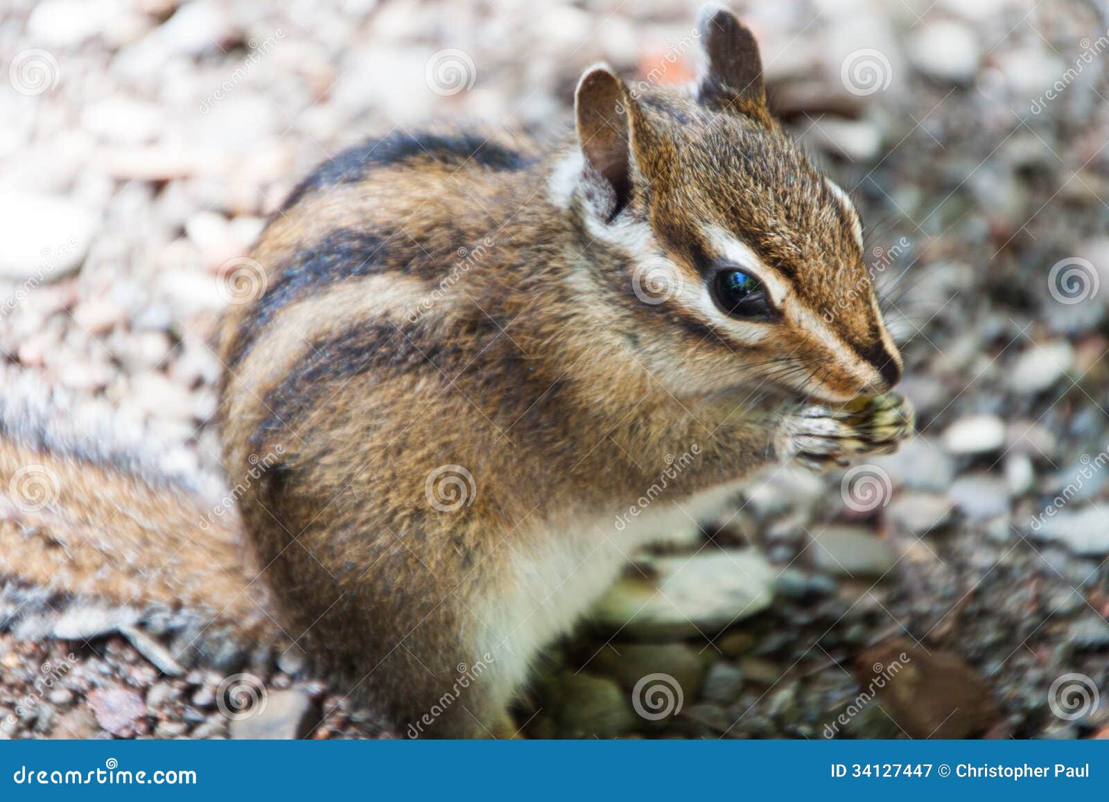 Chipmunk stock image. Image of seed, wildlife, mammal 34127447