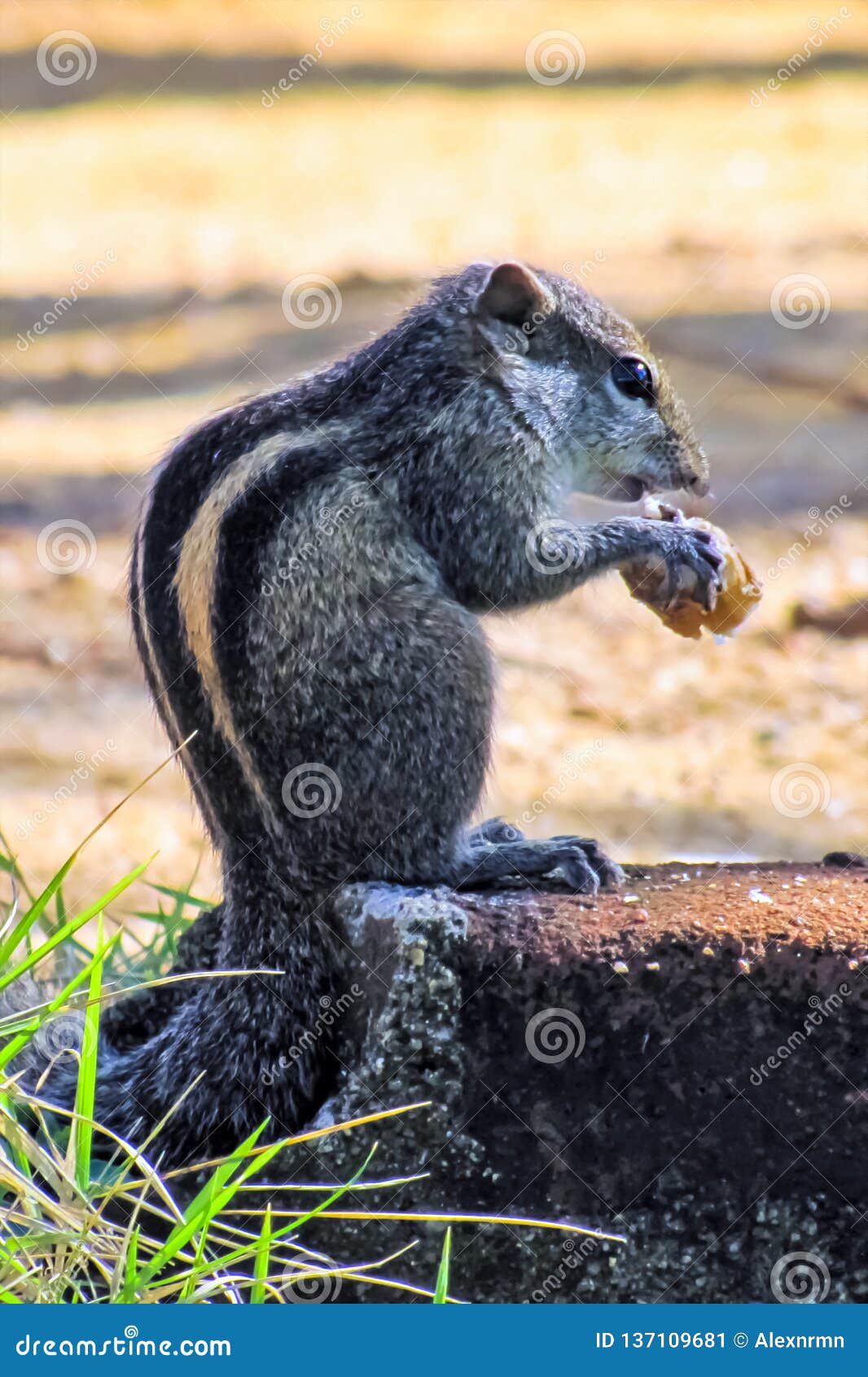 Chipmunk Eating Bread Sitting On A Stone Stock Image Image Of
