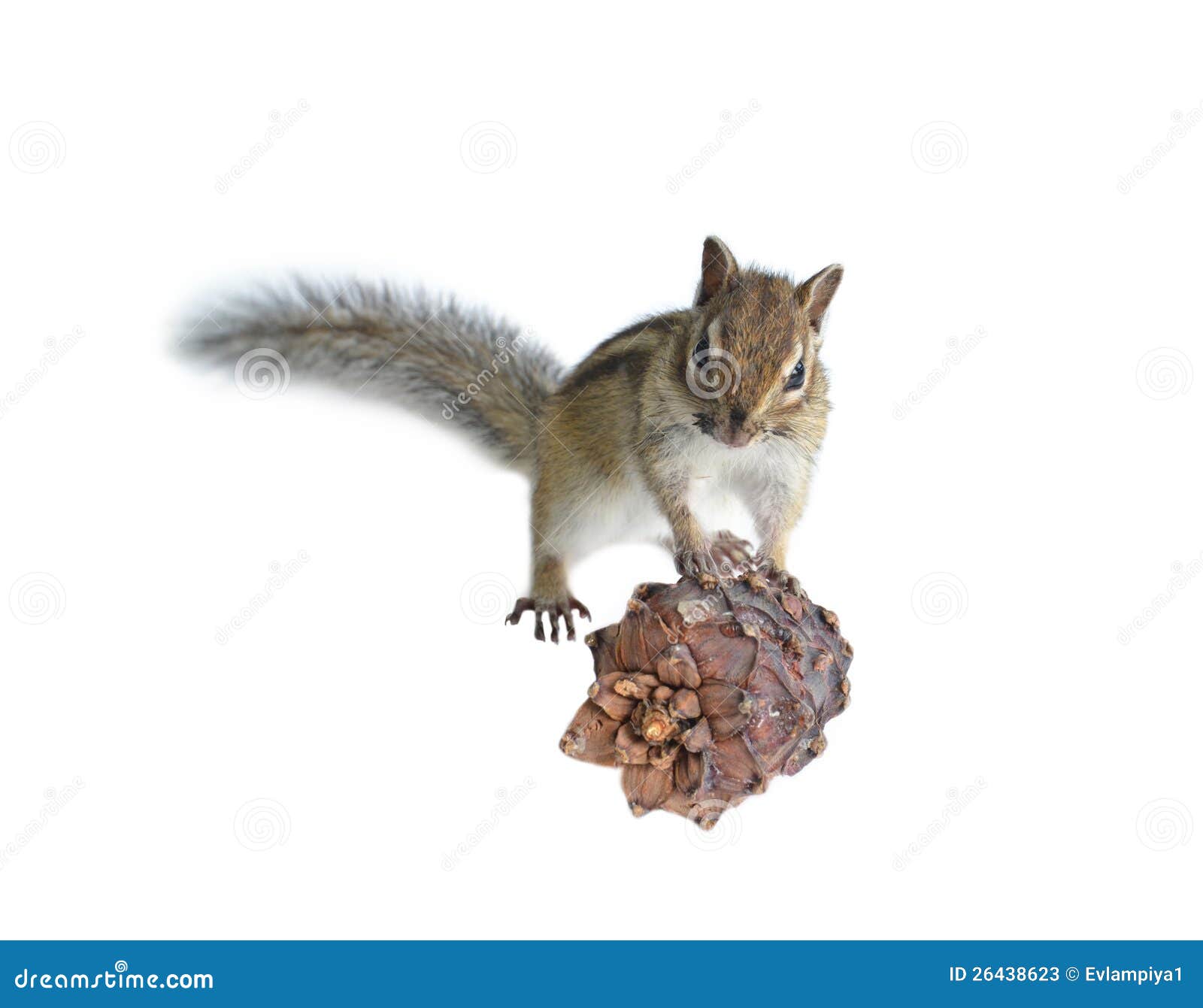 The Chipmunk Eats a Cedar Seed Stock Image Image of nature, fauna