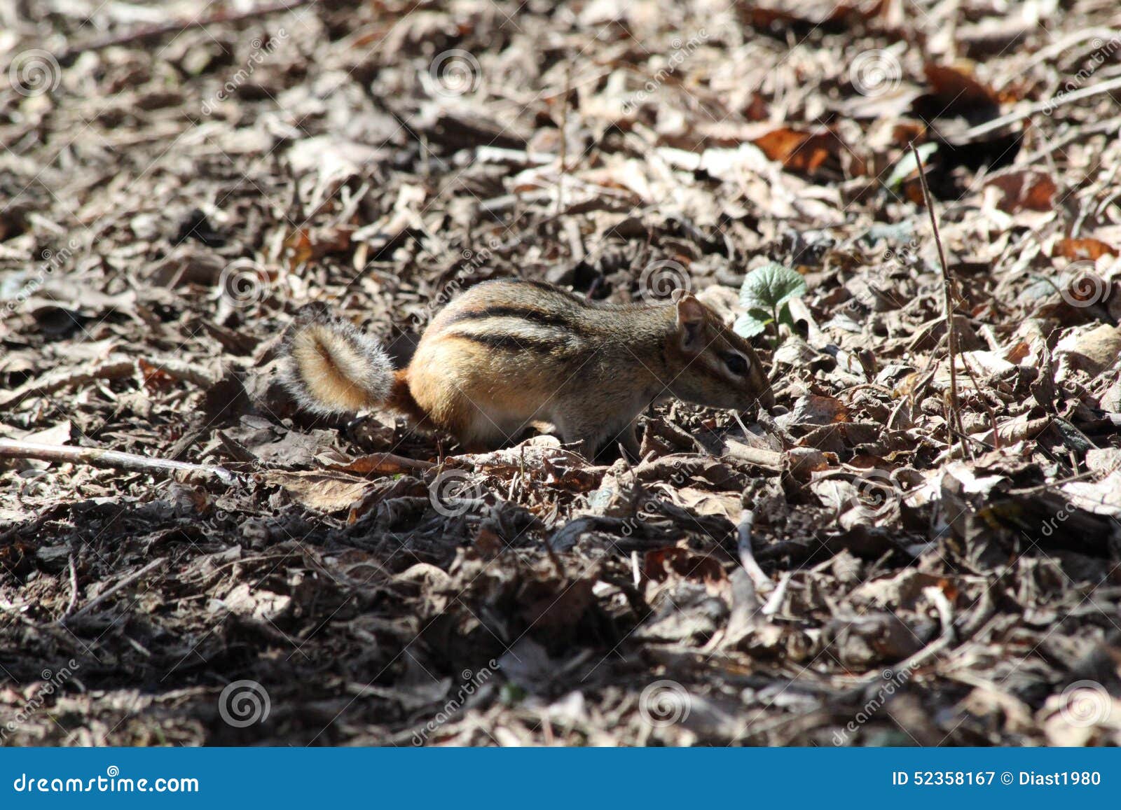 Chipmunk stock image. Image of sunshine, nature, tree 52358167