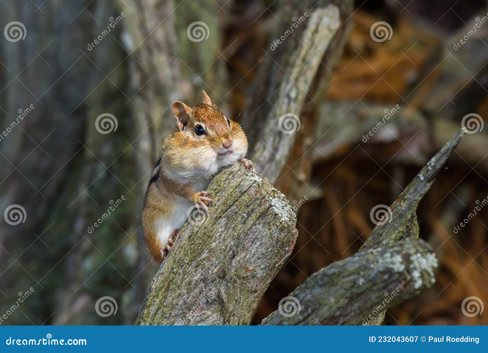 Eastern Chipmunk with Its Cheeks Full of Food Stock Image - Image of ...