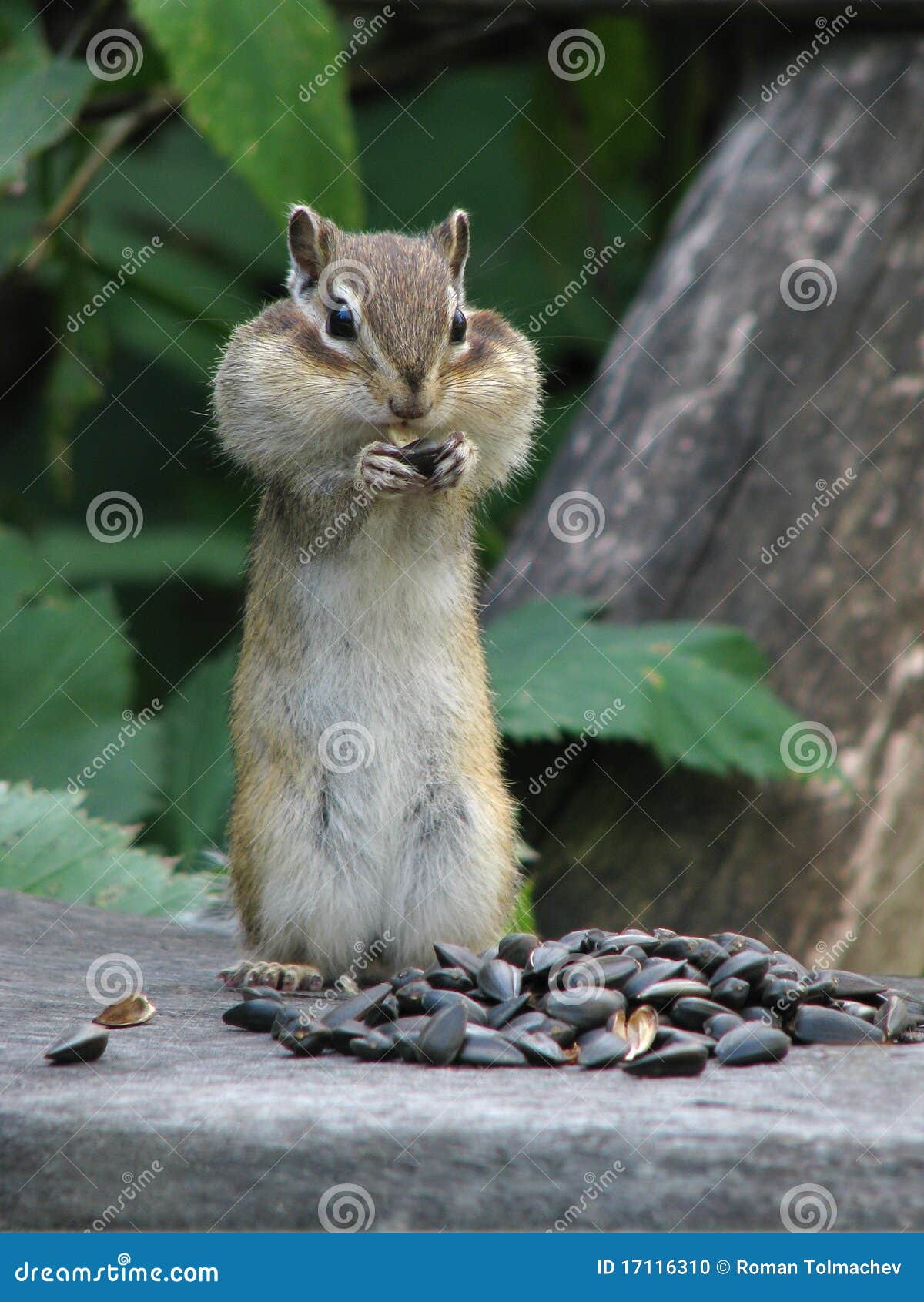 Chipmunk Füllt Die Backen an Stockfoto Bild von biologie, bauernhof