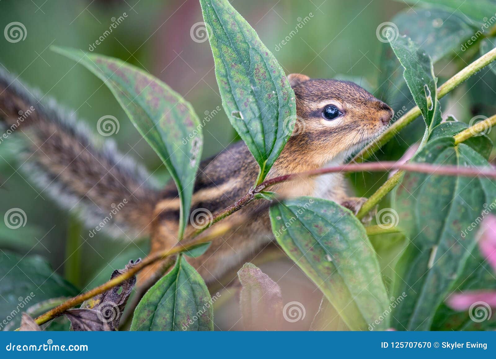 Chipmunk in the garden stock photo. Image of rodent 125707670
