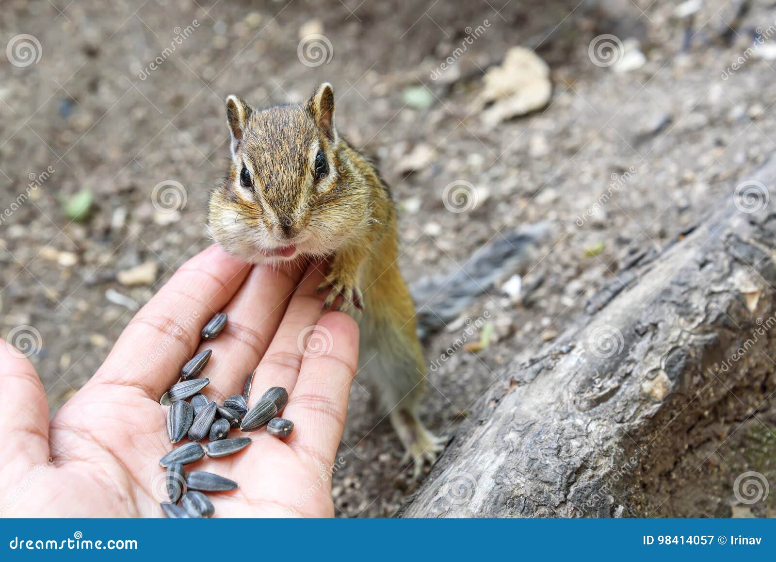 Chipmunk Hand Sunflower Seeds Feeding Stock Image Image of chipmunk