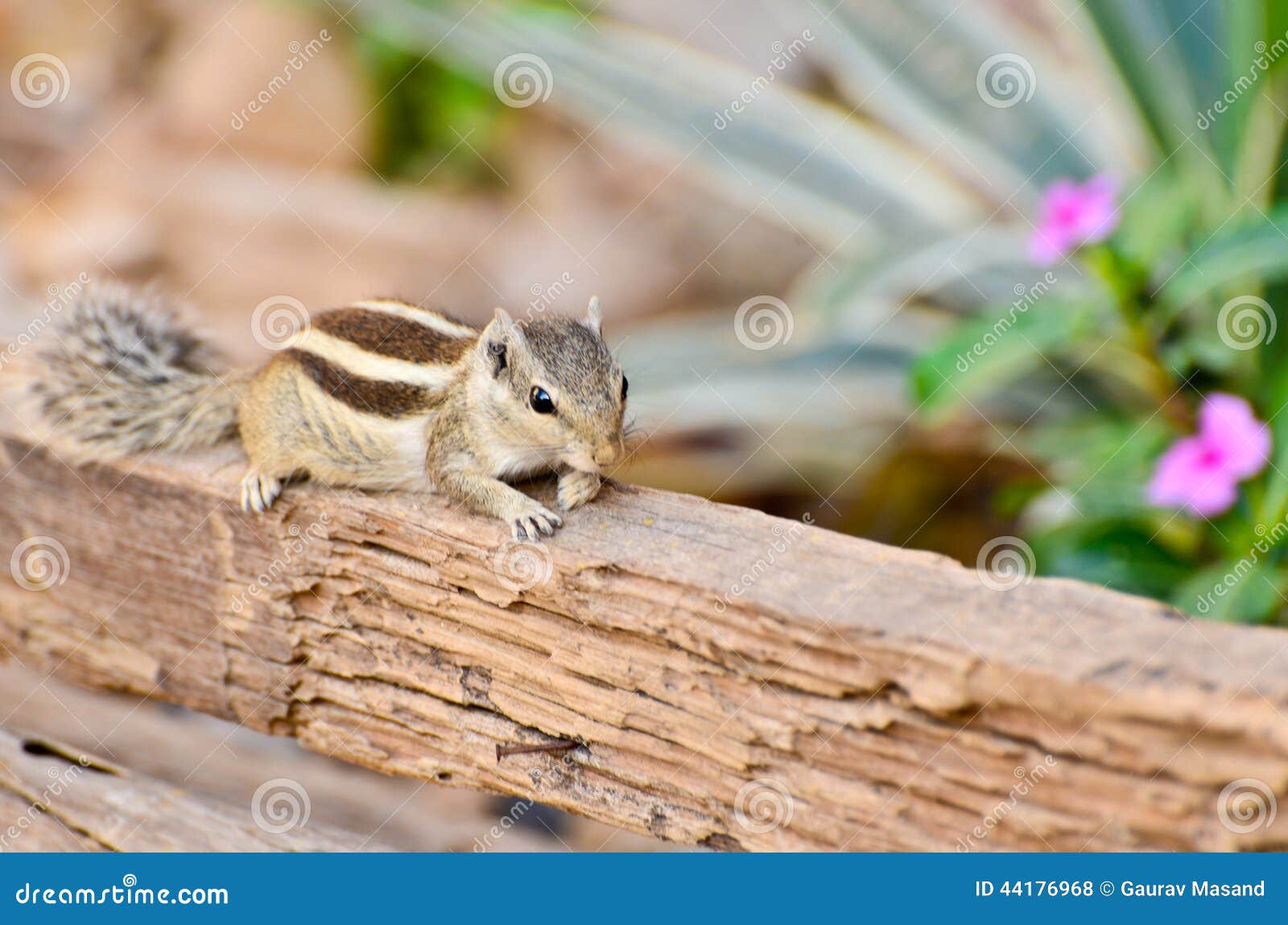 Chipmunk Indian Squirrel stock photo. Image of tree, gilleri 44176968