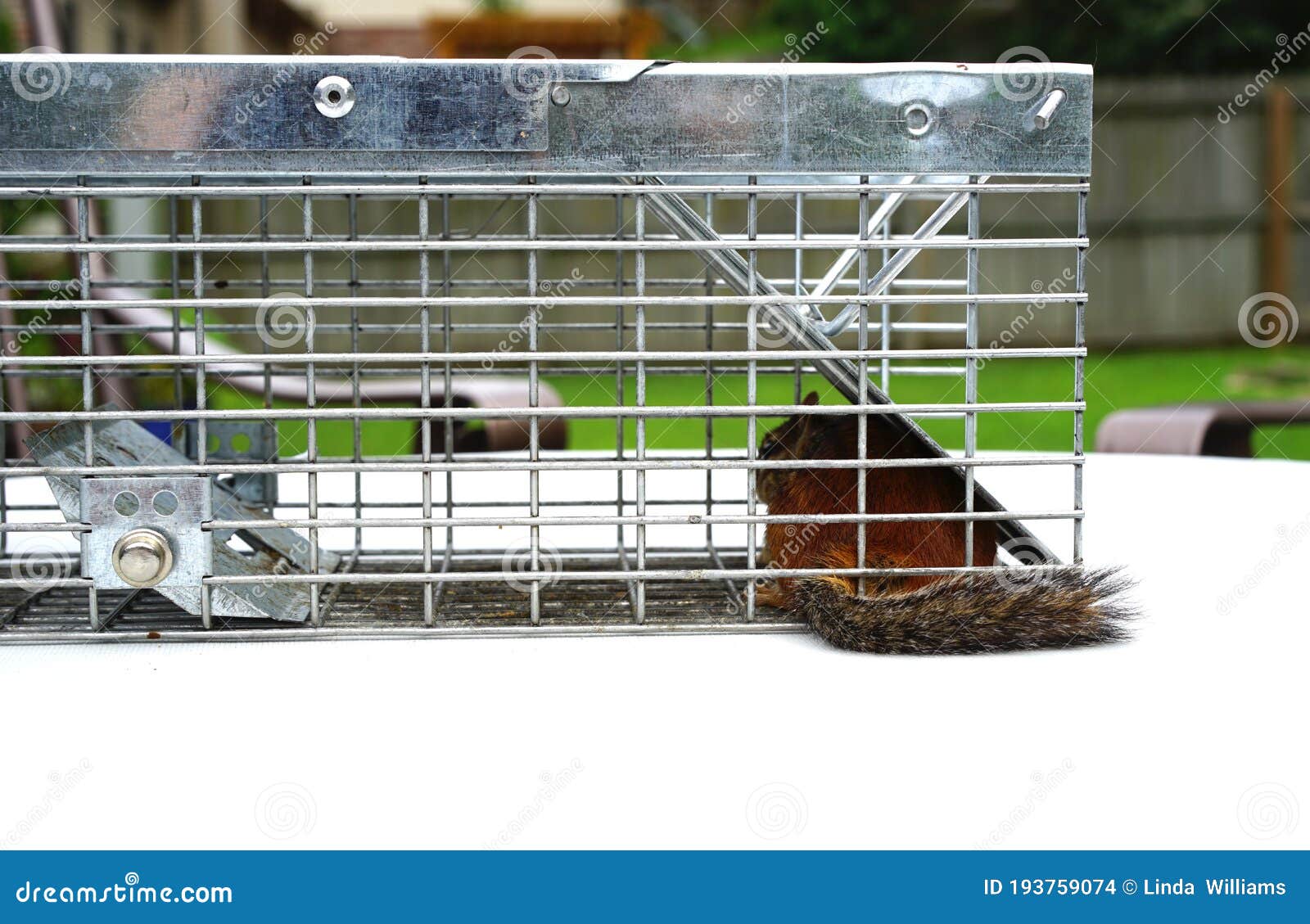 Chipmunk Trap Stock Photos - Free & Royalty-Free Stock Photos from