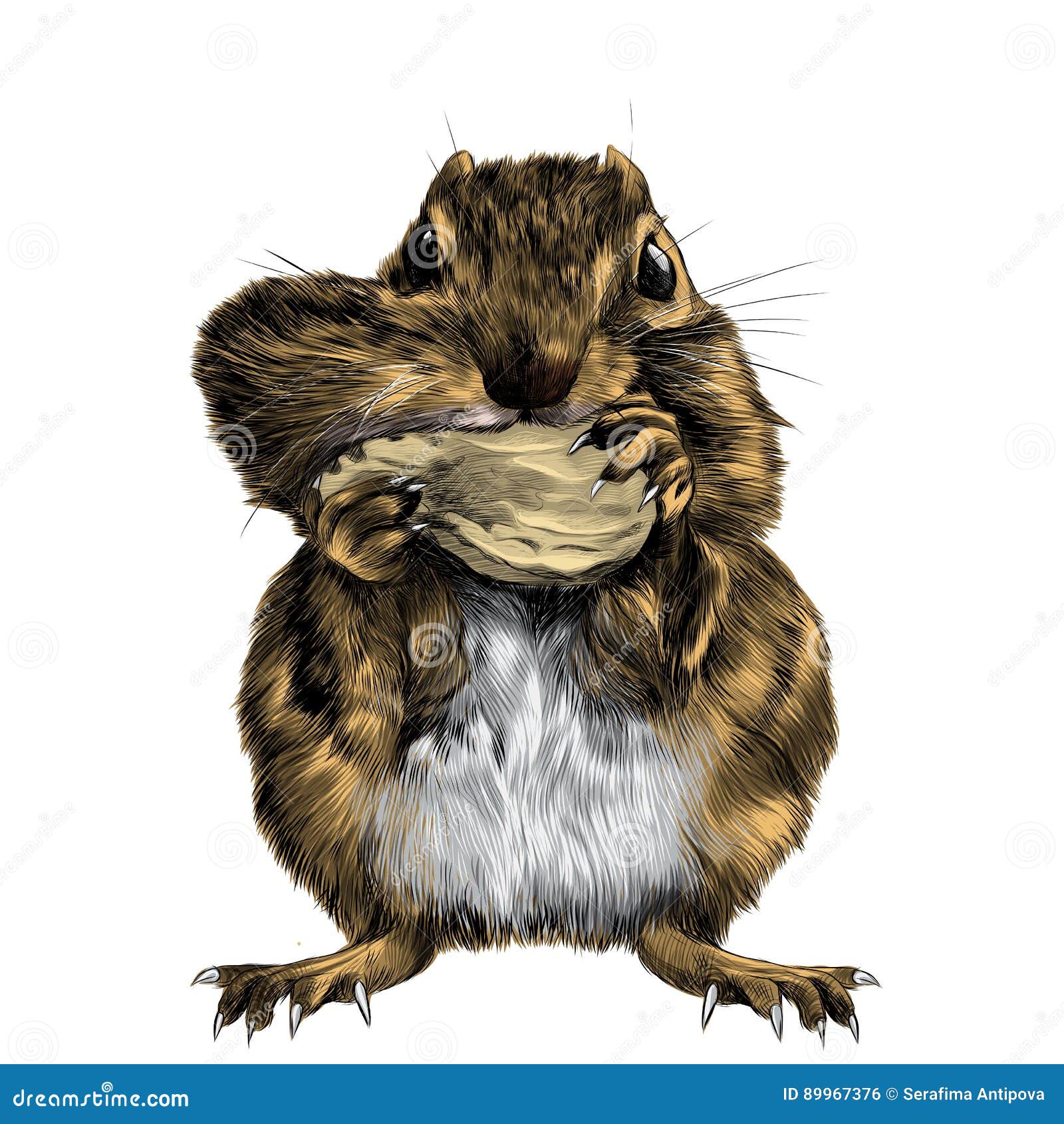 chipmunk sketch  color picture