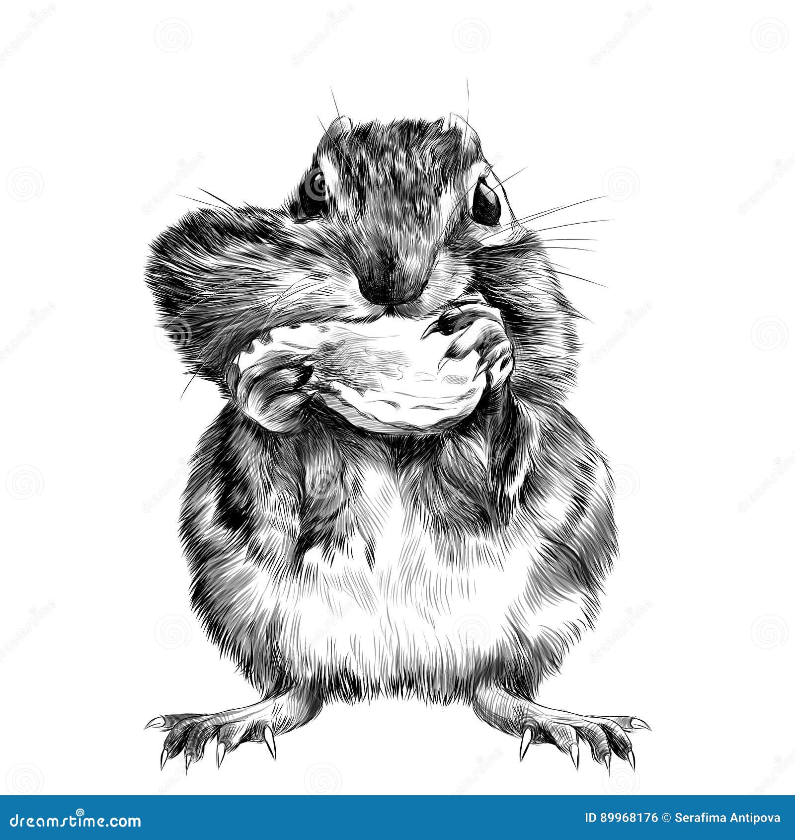 Chipmunk Sketch Vector Color Picture | CartoonDealer.com #89967376