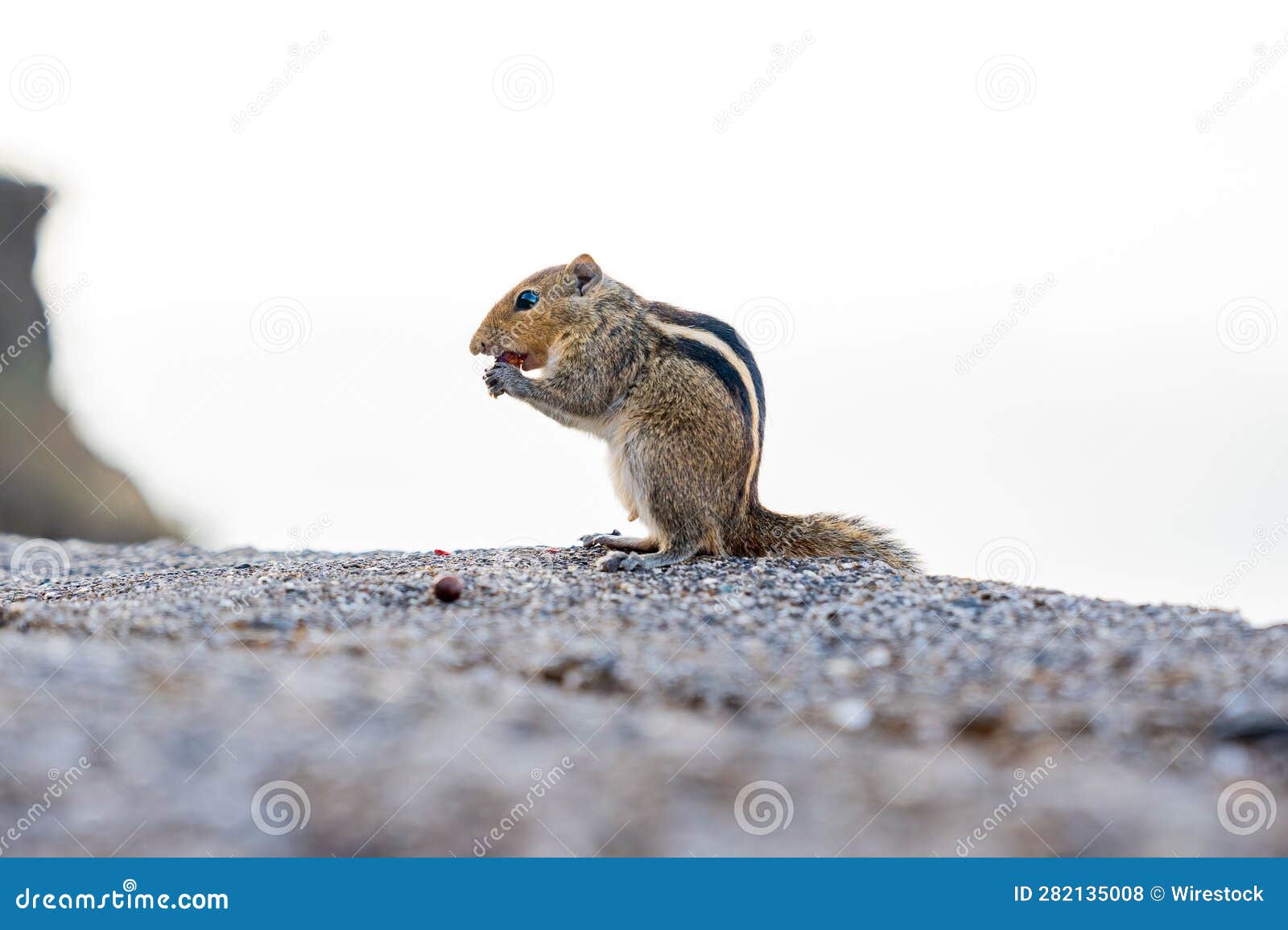 Chipmunk Standing on the Ground, Munching on a Snack Stock Photo