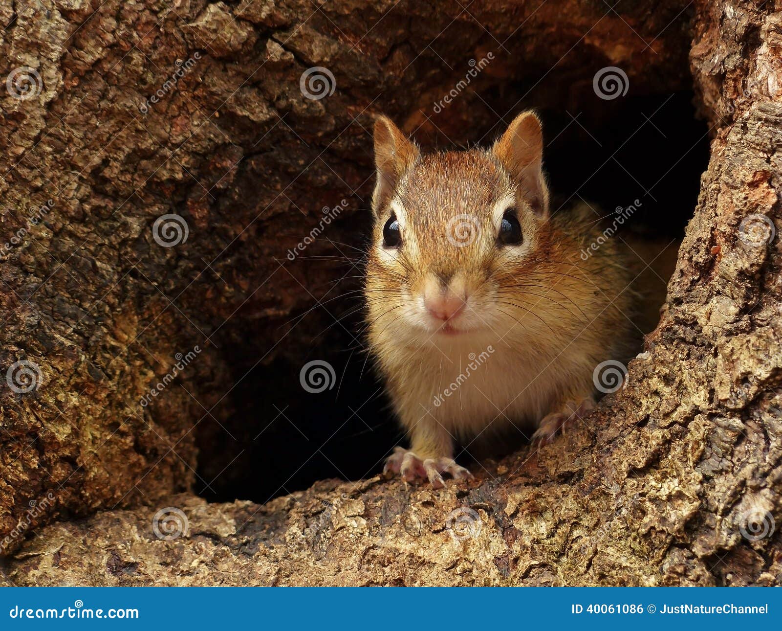 chipmunk in a tree hole