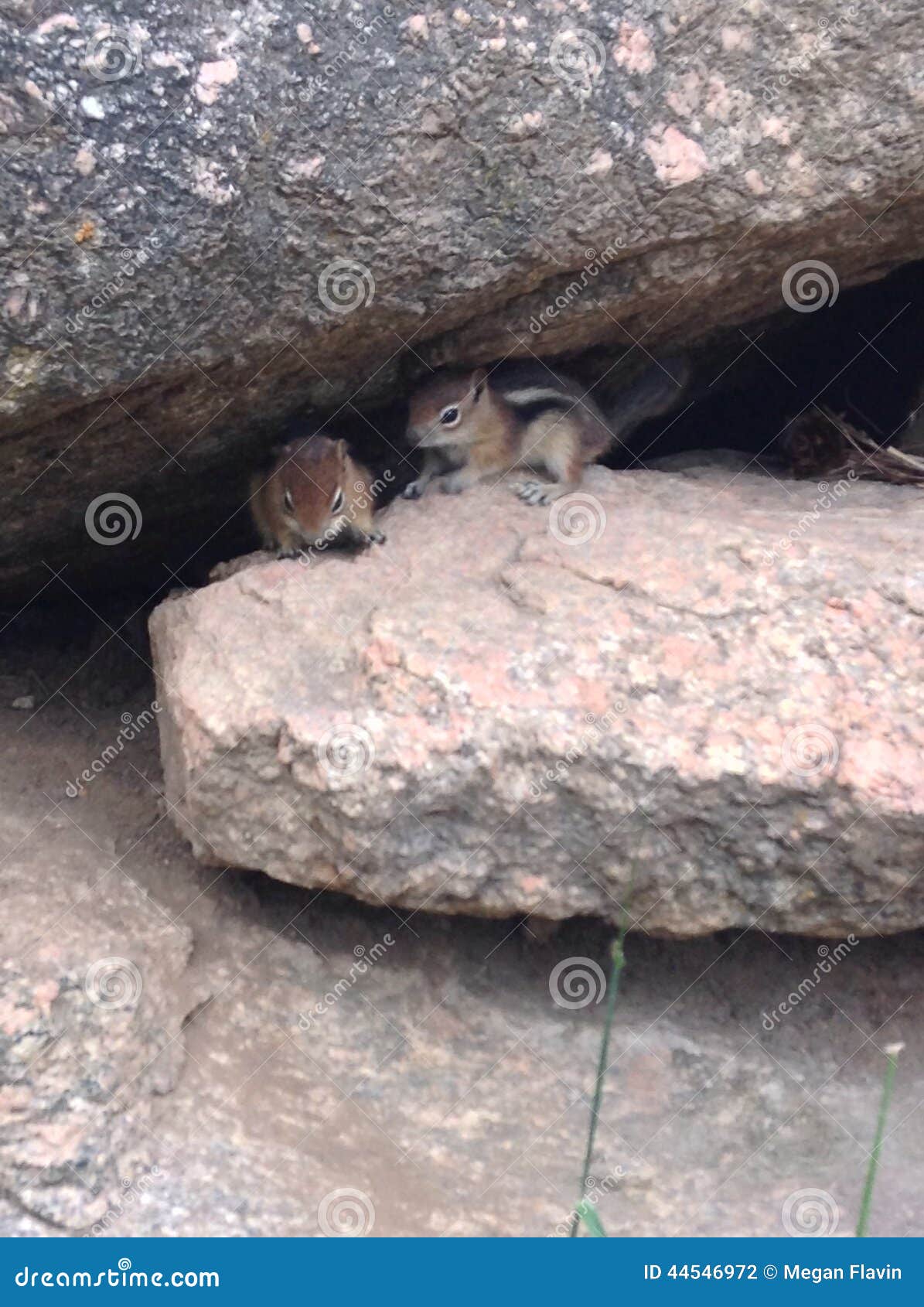 Chipmunks. Tamie felici che giocano sulle rocce in Colorado