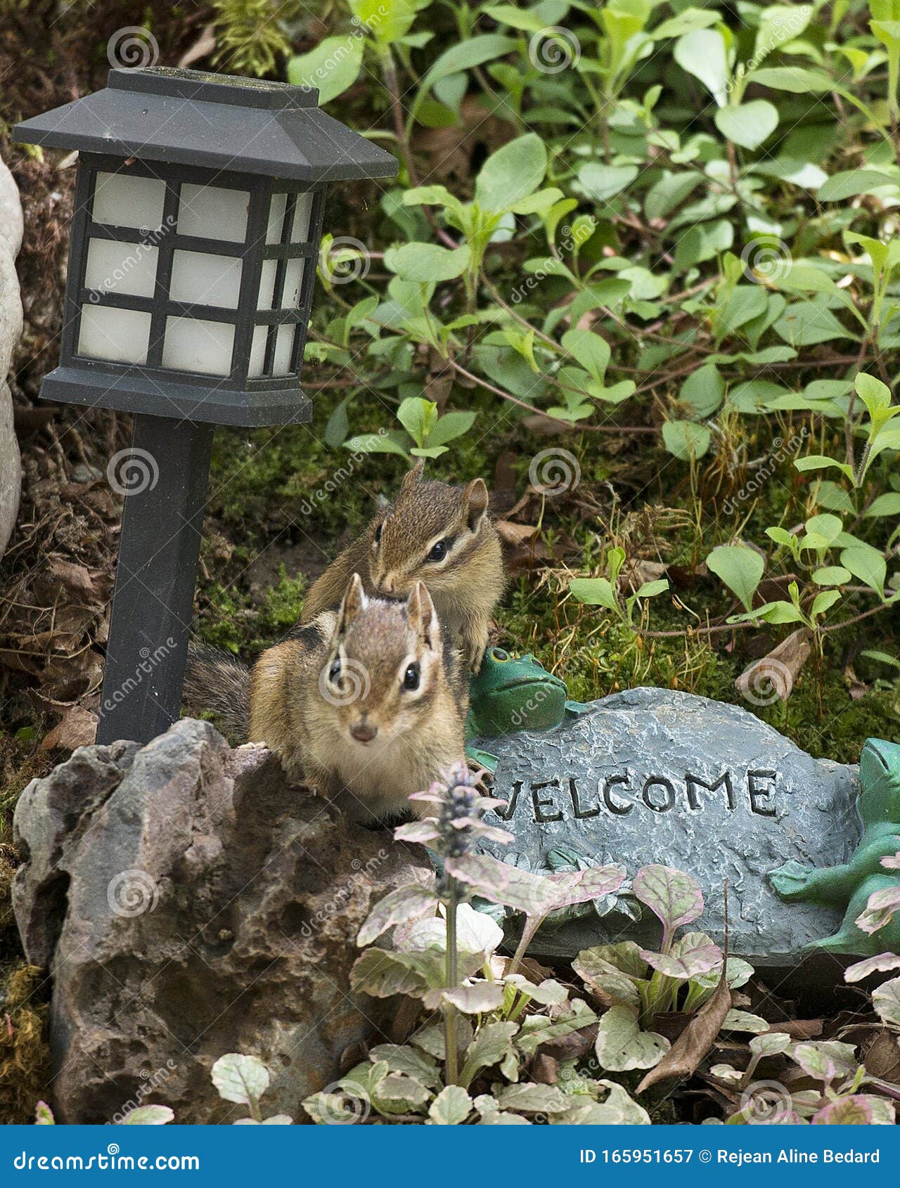 Chipmunk Stock Photos Chipmunks Animal In The Rock Garden With A