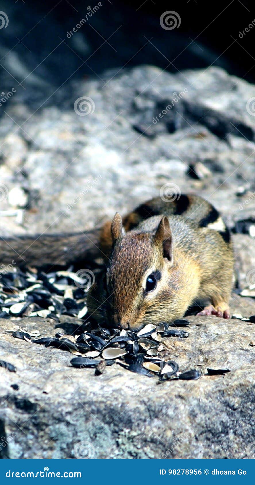 Chipmunks Eating Crisps With Big Tail RoyaltyFree Stock Photo