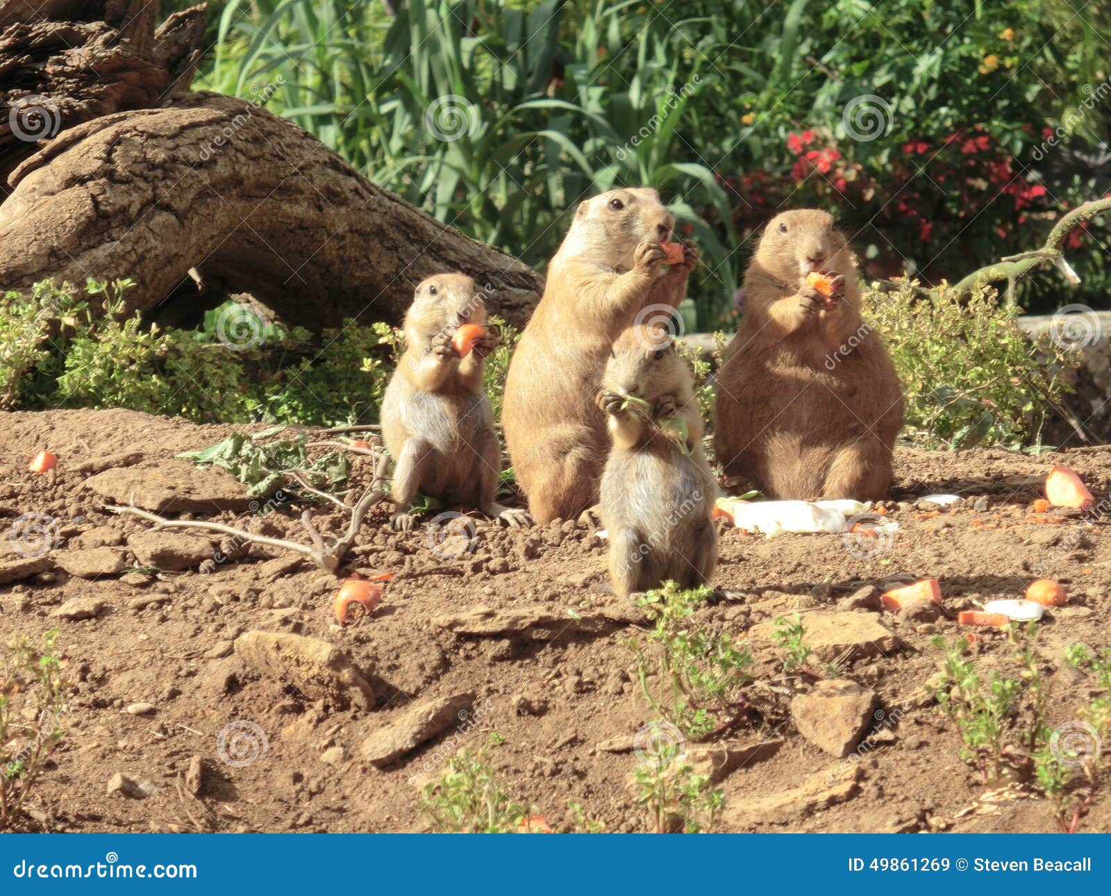 Chipmunks Eating Crisps With Big Tail RoyaltyFree Stock Photo