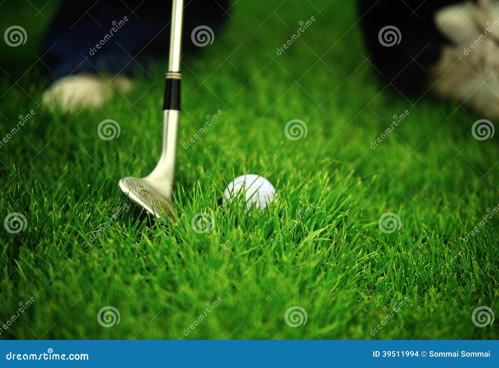 Chipping Golf Ball on To the Green Stock Photo Image of beautiful