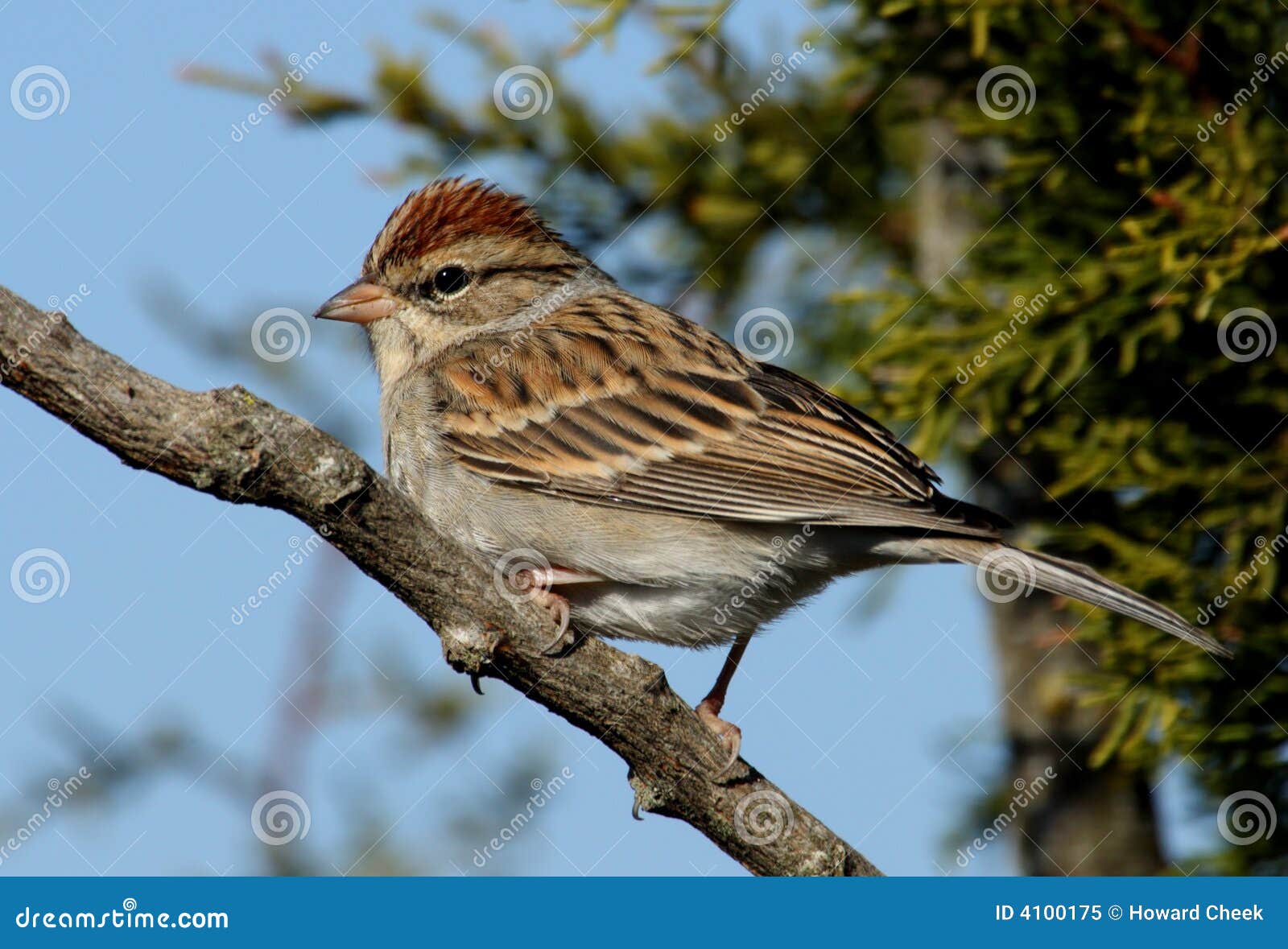 chipping sparrow