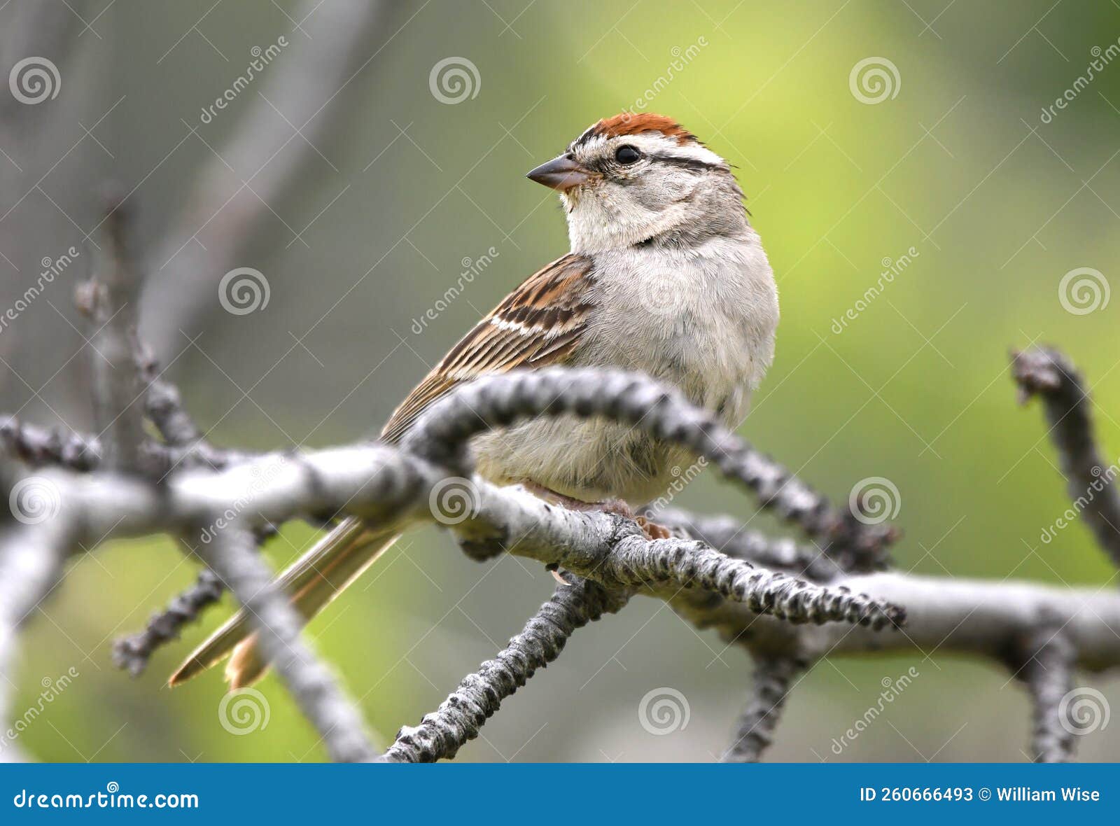 chipping sparrow bird perched, park city, utah usa birding