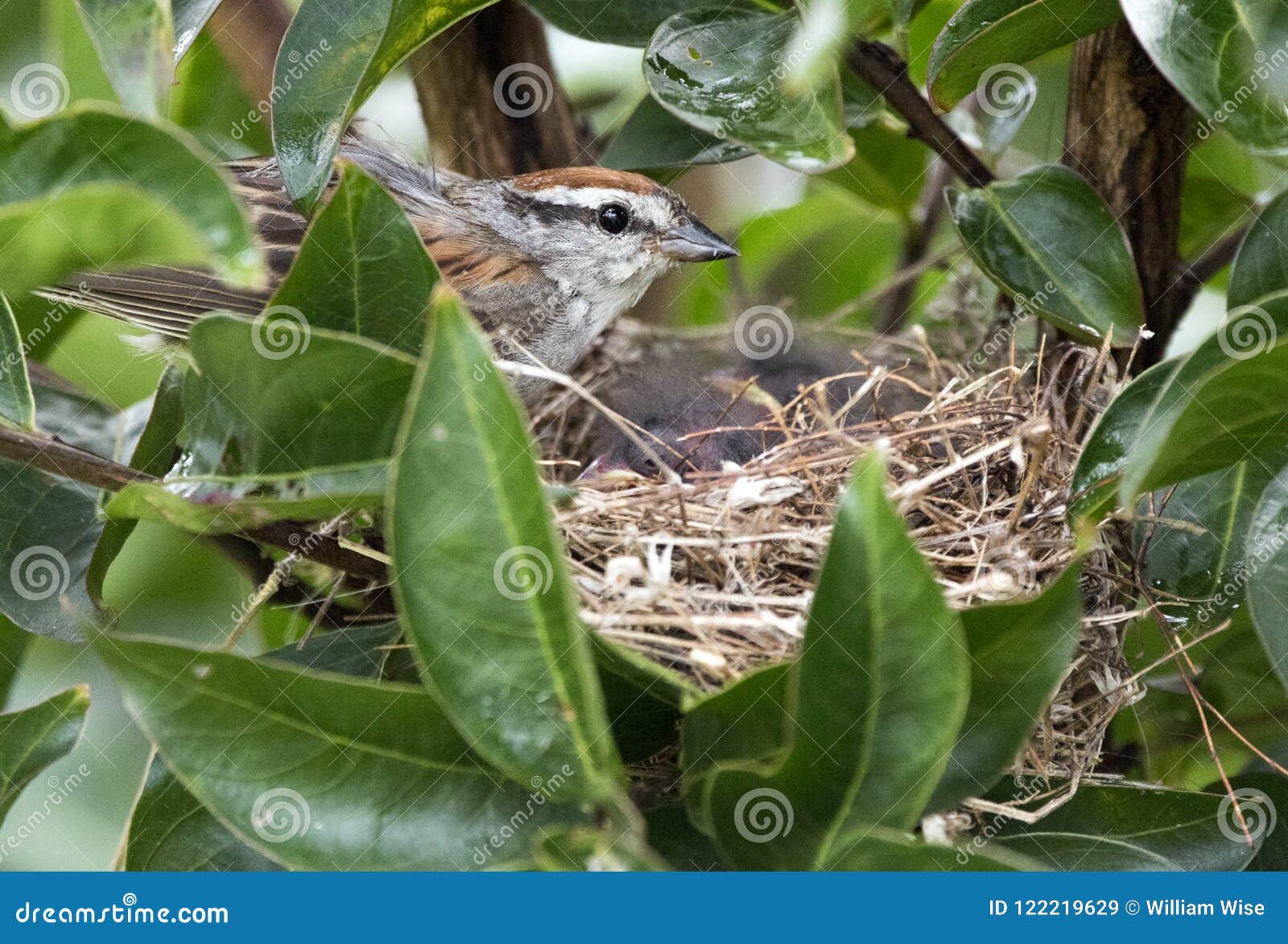 chipping sparrow birding feeding baby birds in a nest, georgia usa