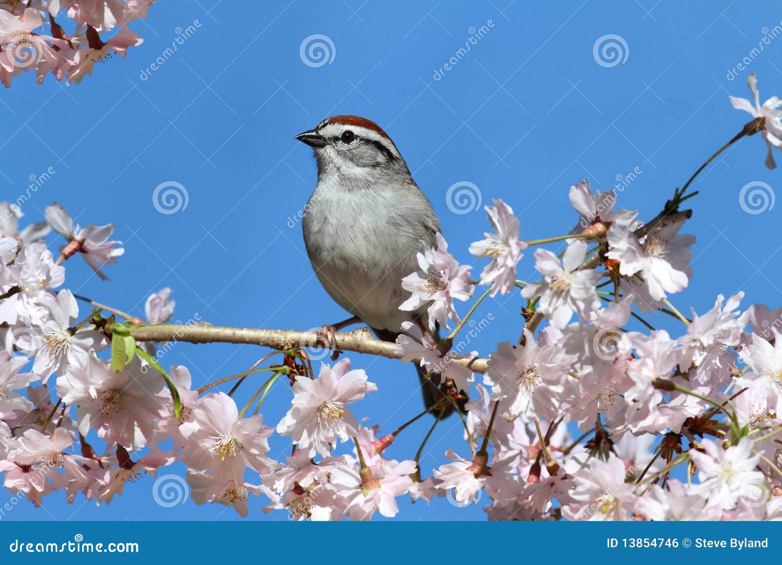 chipping sparrow with cherry blossoms