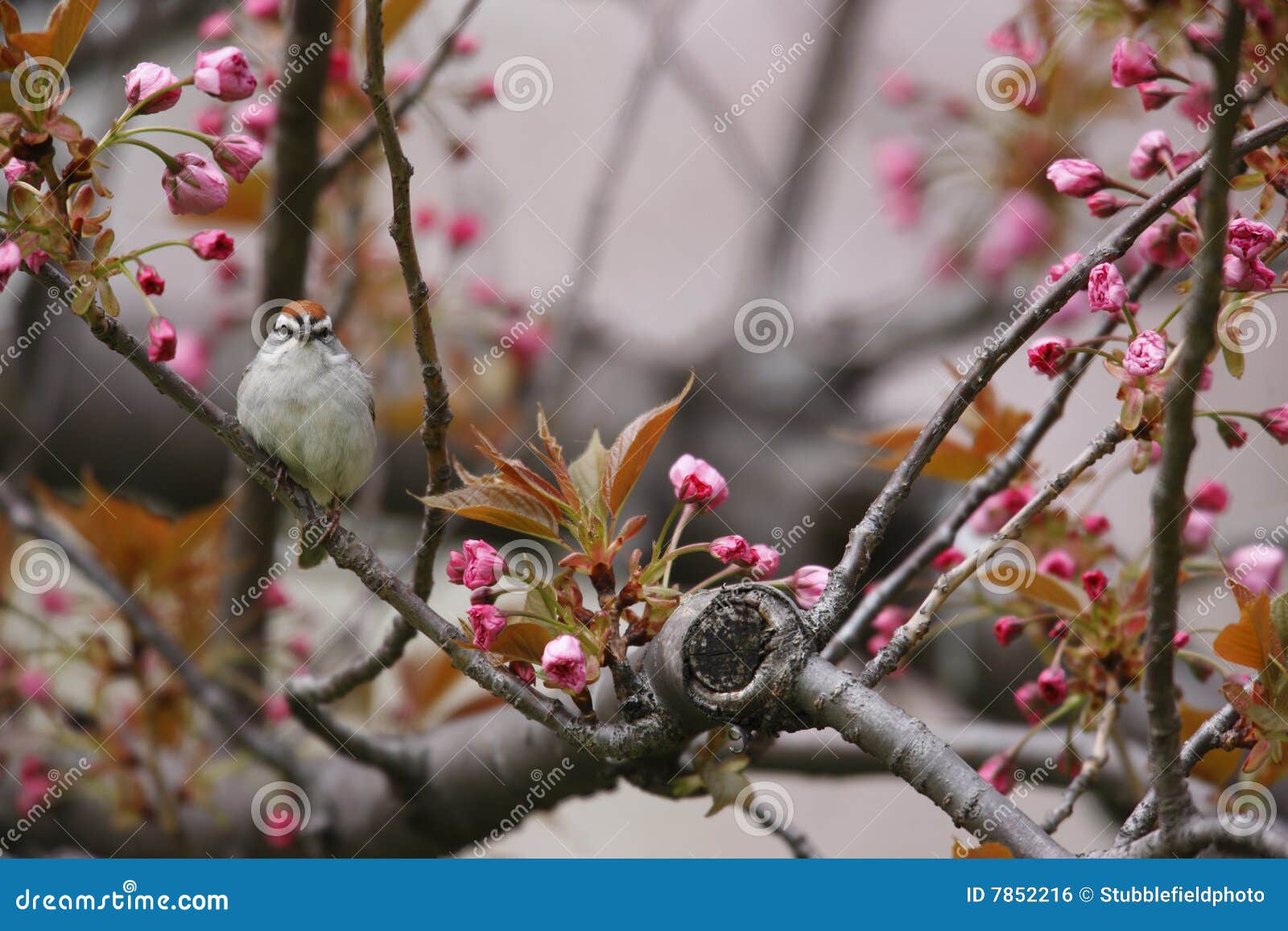 chipping sparrow in cherry tree
