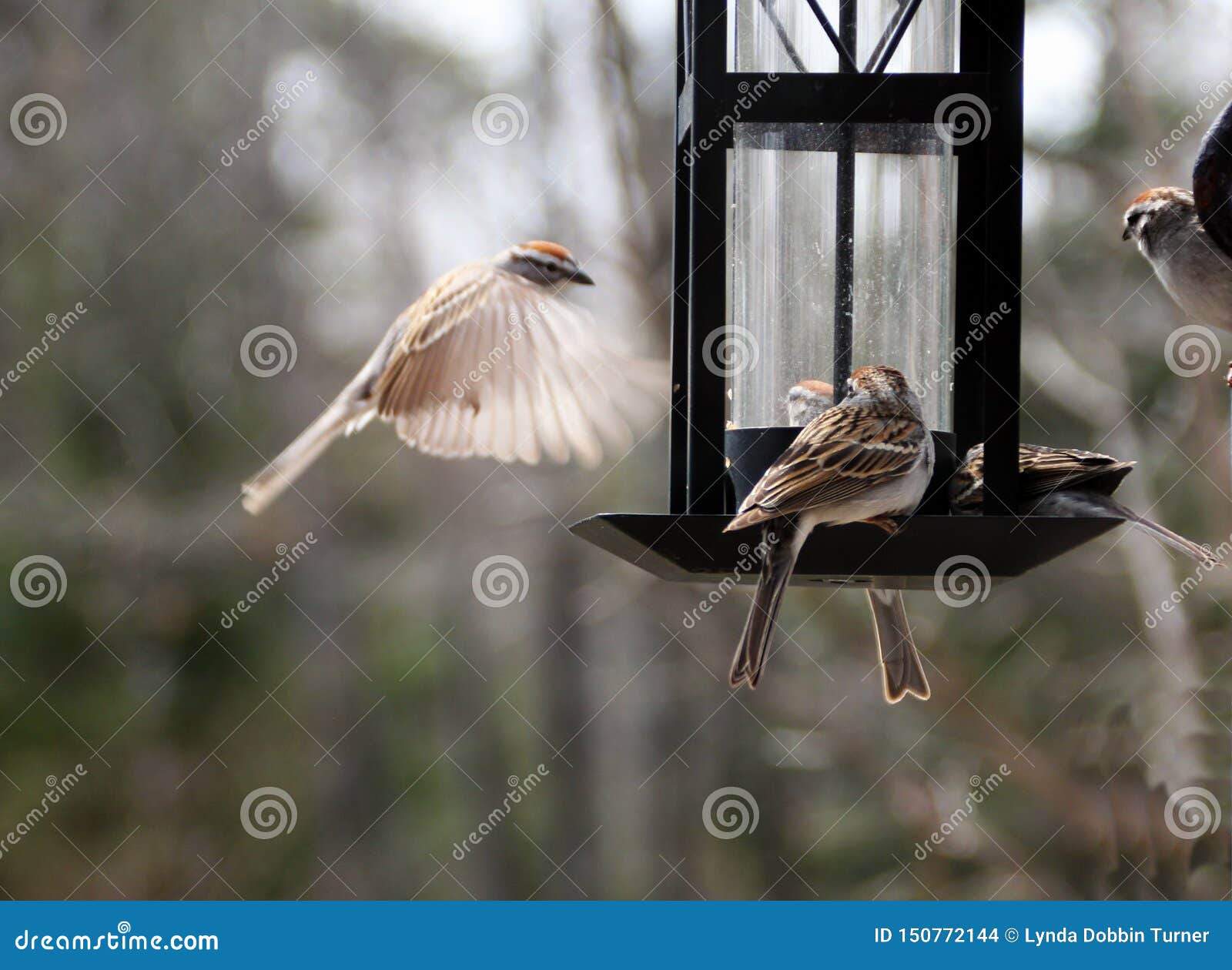 chipping sparrows fight at feeder