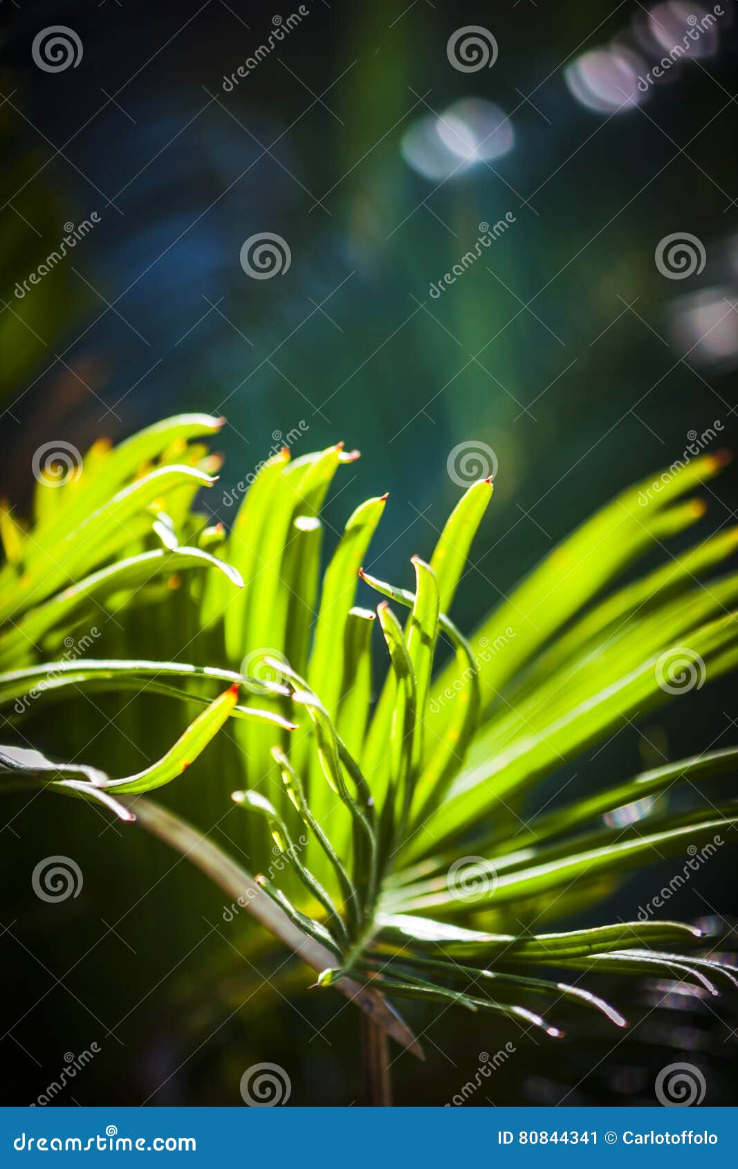 chiquita palm leaves