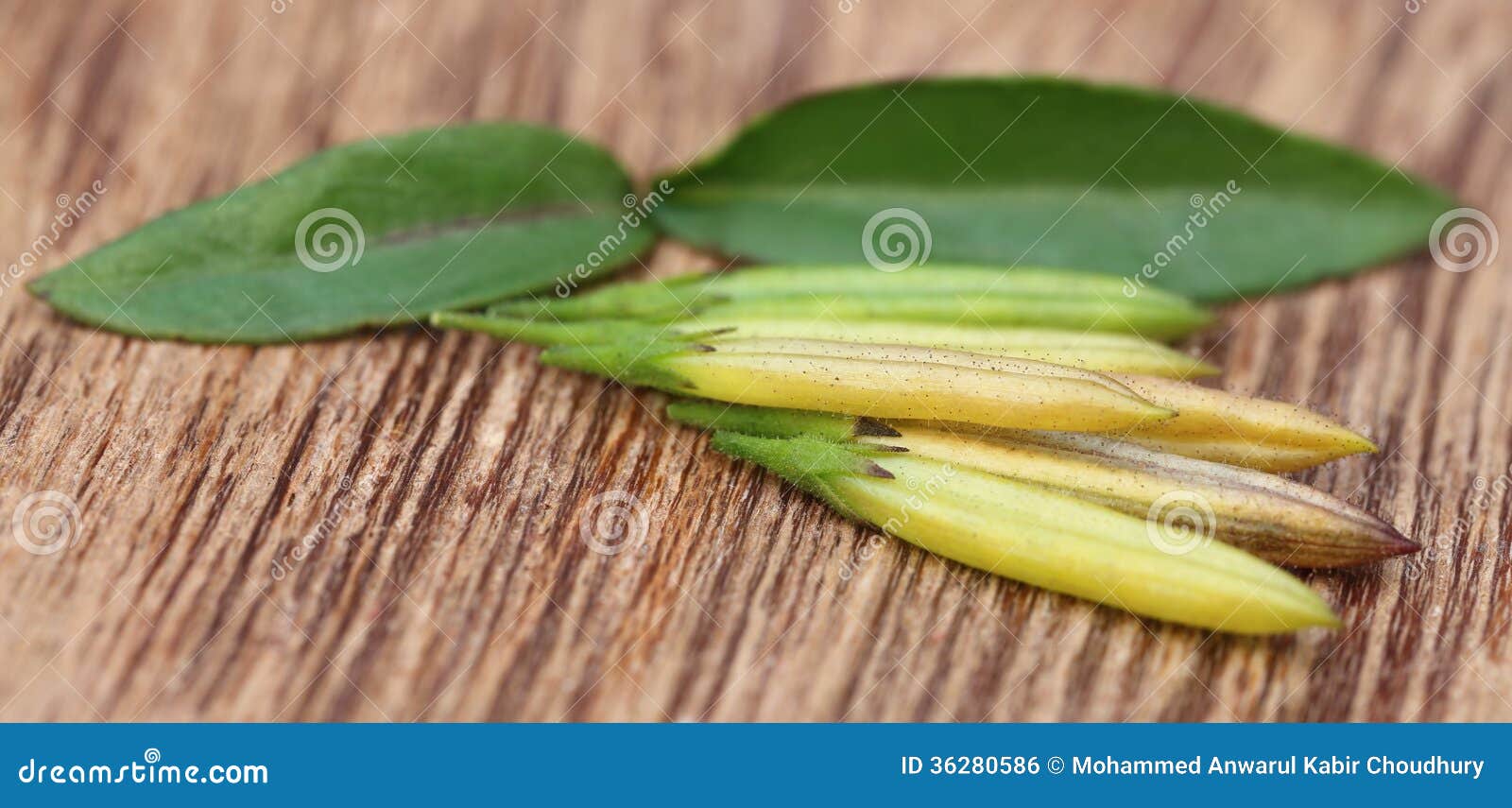 chirata leaves with pods