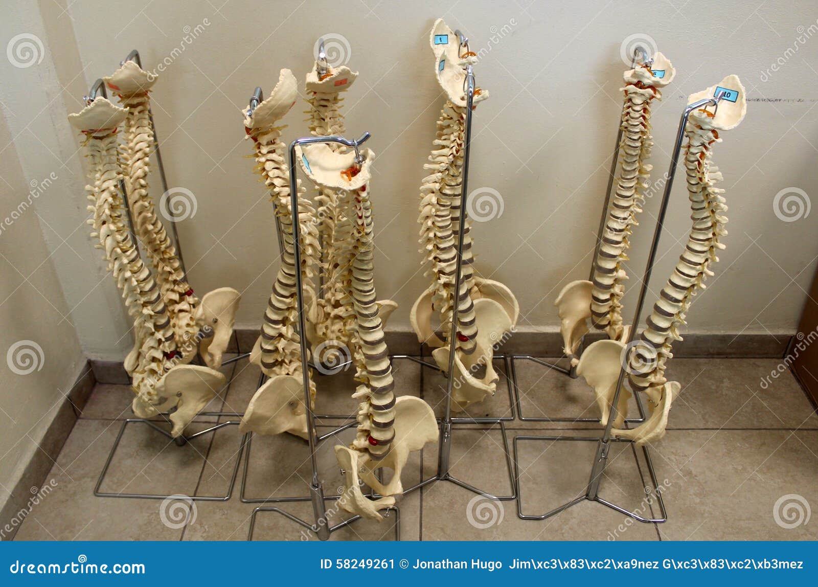 chiropractic test plastic vertebral columns