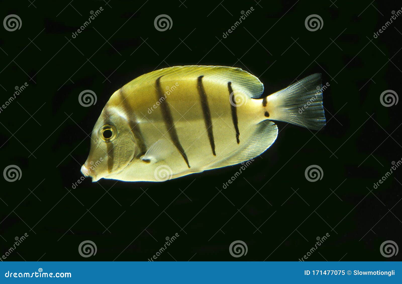 chirurgien bagnard acanthurus triostegus