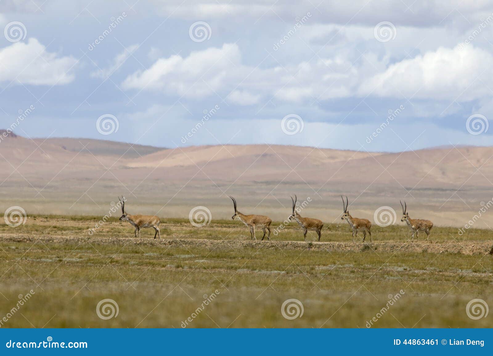 chirus(tibetan antelopes)