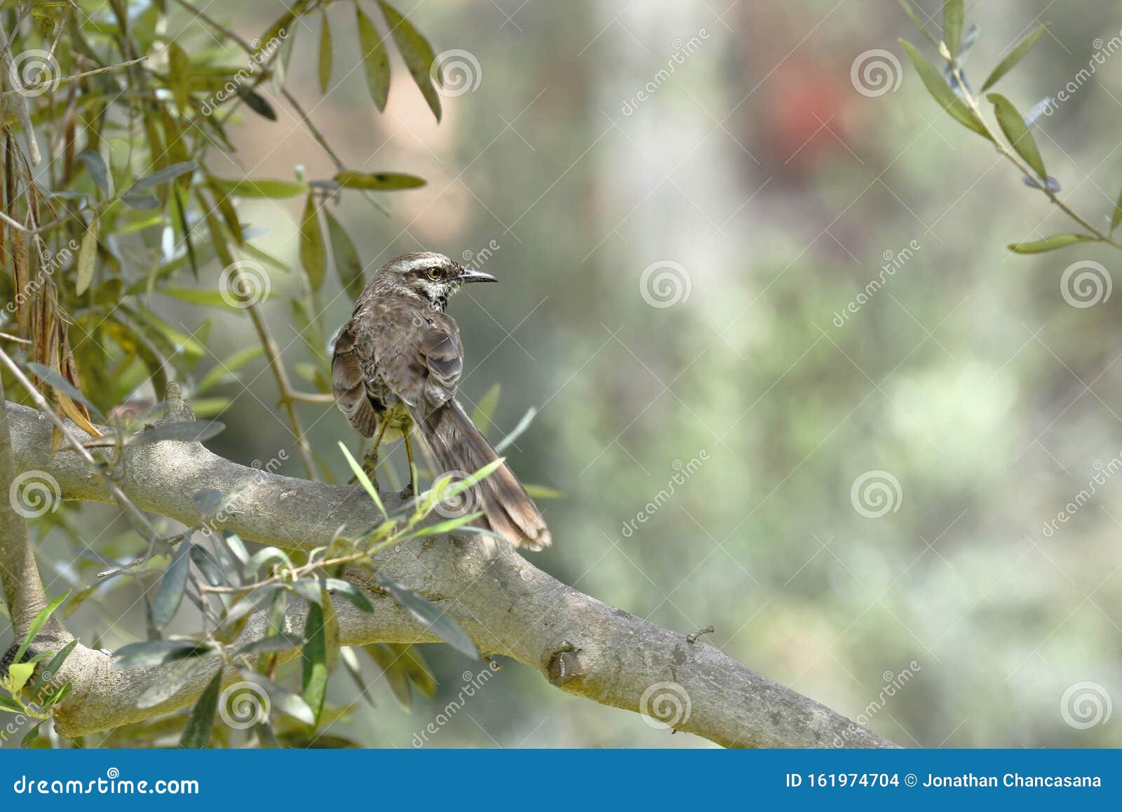 chisco mimus longicaudatus