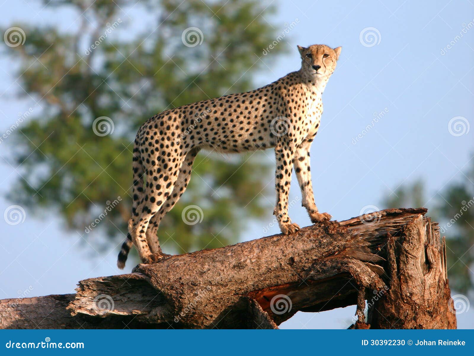 Guepardo-africano foto de stock. Imagem de fundo, chita - 30392230, image size:1600x1200