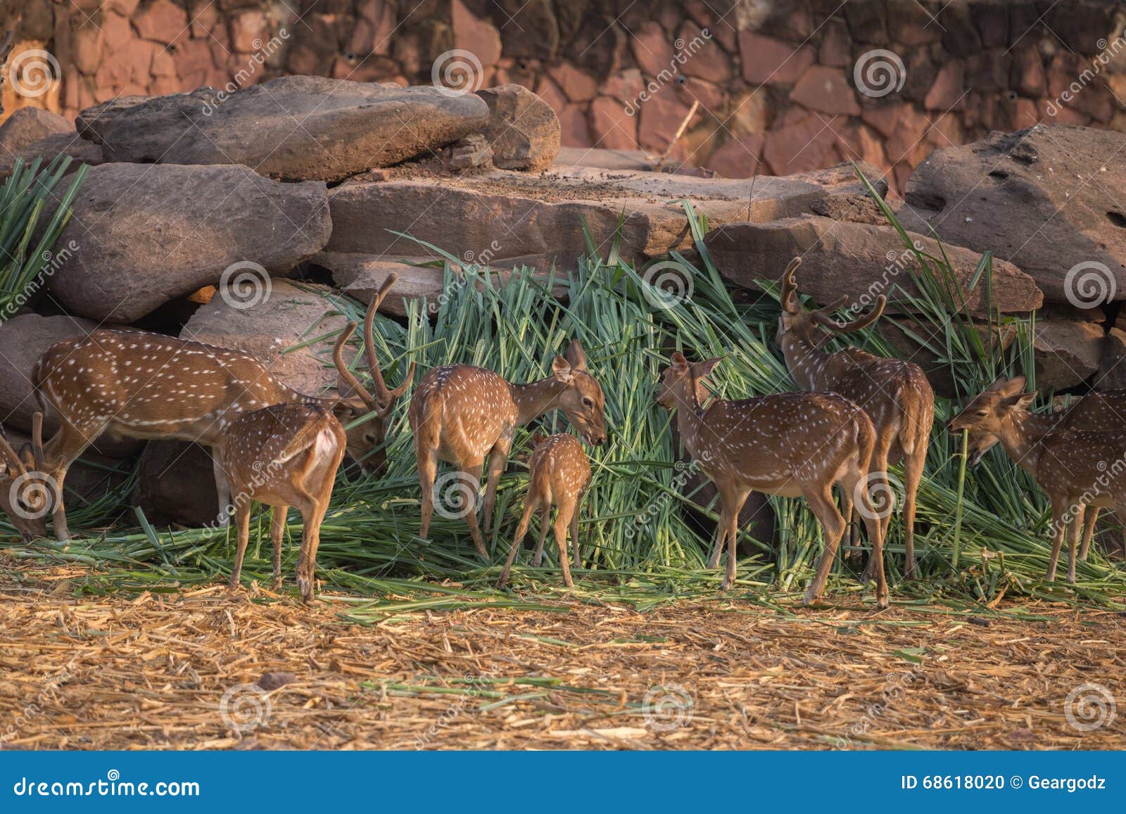 Chital Or Cheetal, Axis Axis, Spotted Deer Or Axis Deer, Nature Habitat