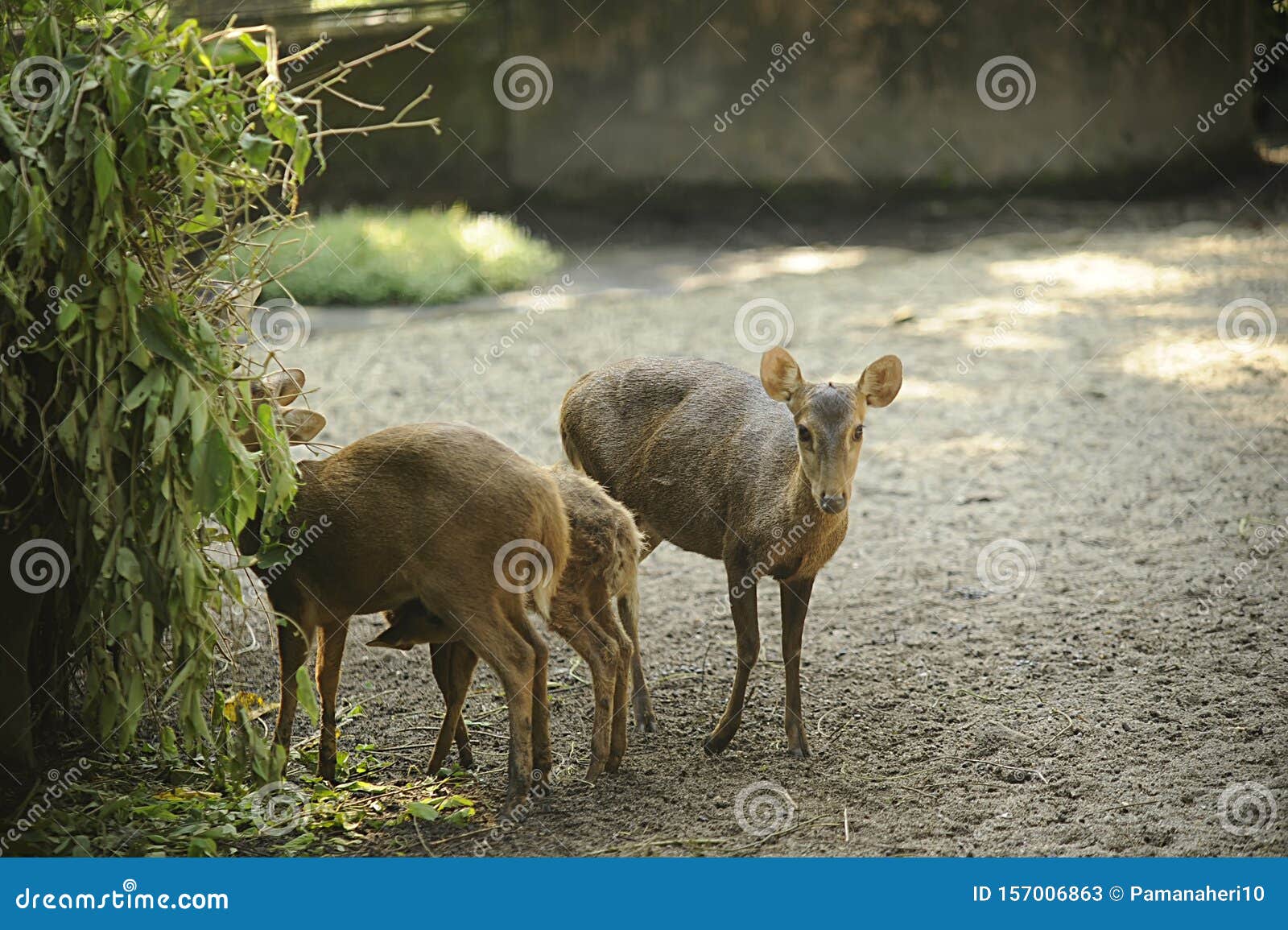 Chital Have Several White Spots, Whereas Fallow Deer Usually Have White