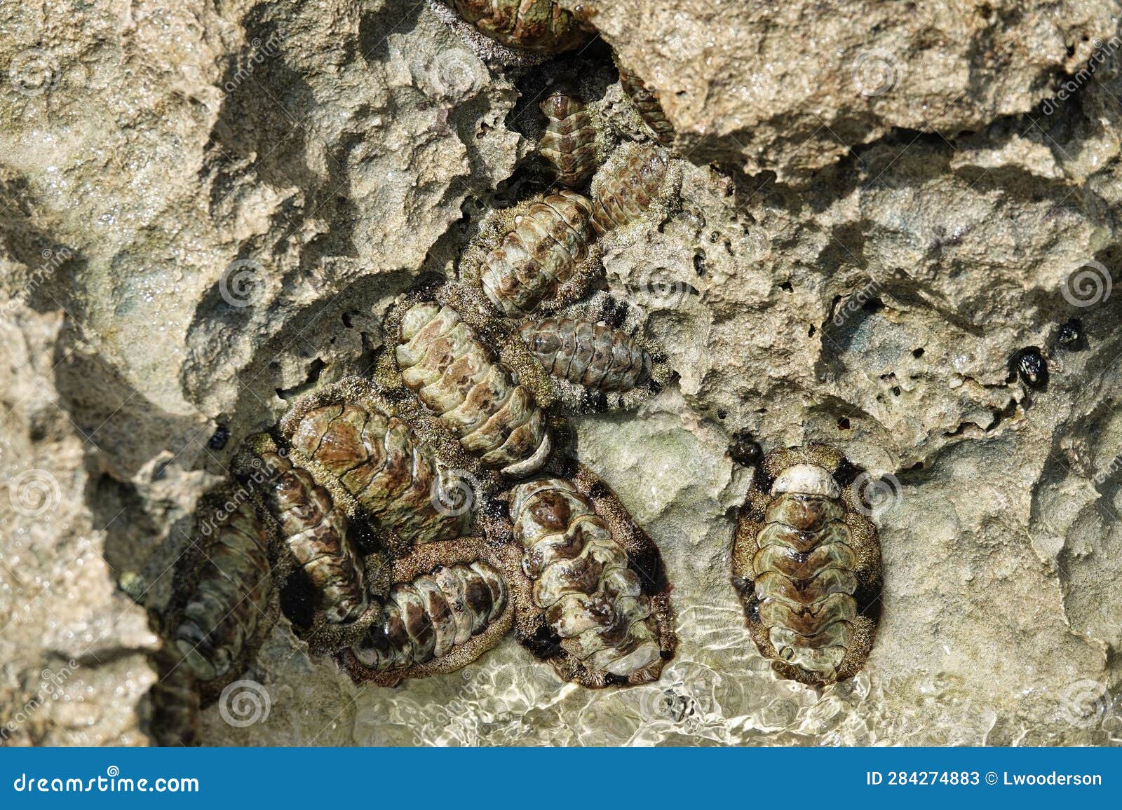 huddled chitons in st. croix tidepool